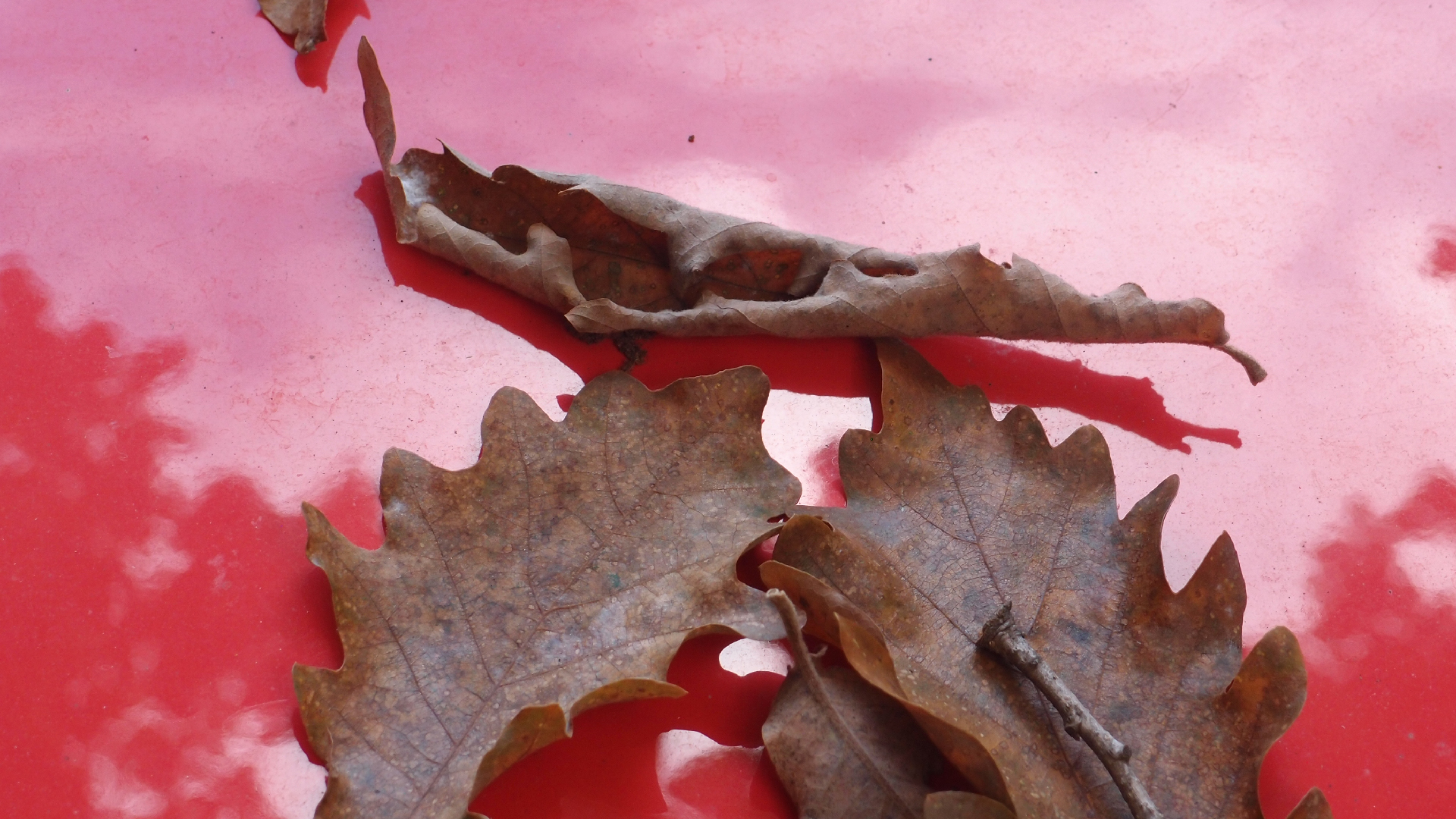 2022-10-19 Laub auf Windschutzscheiben (Foto)