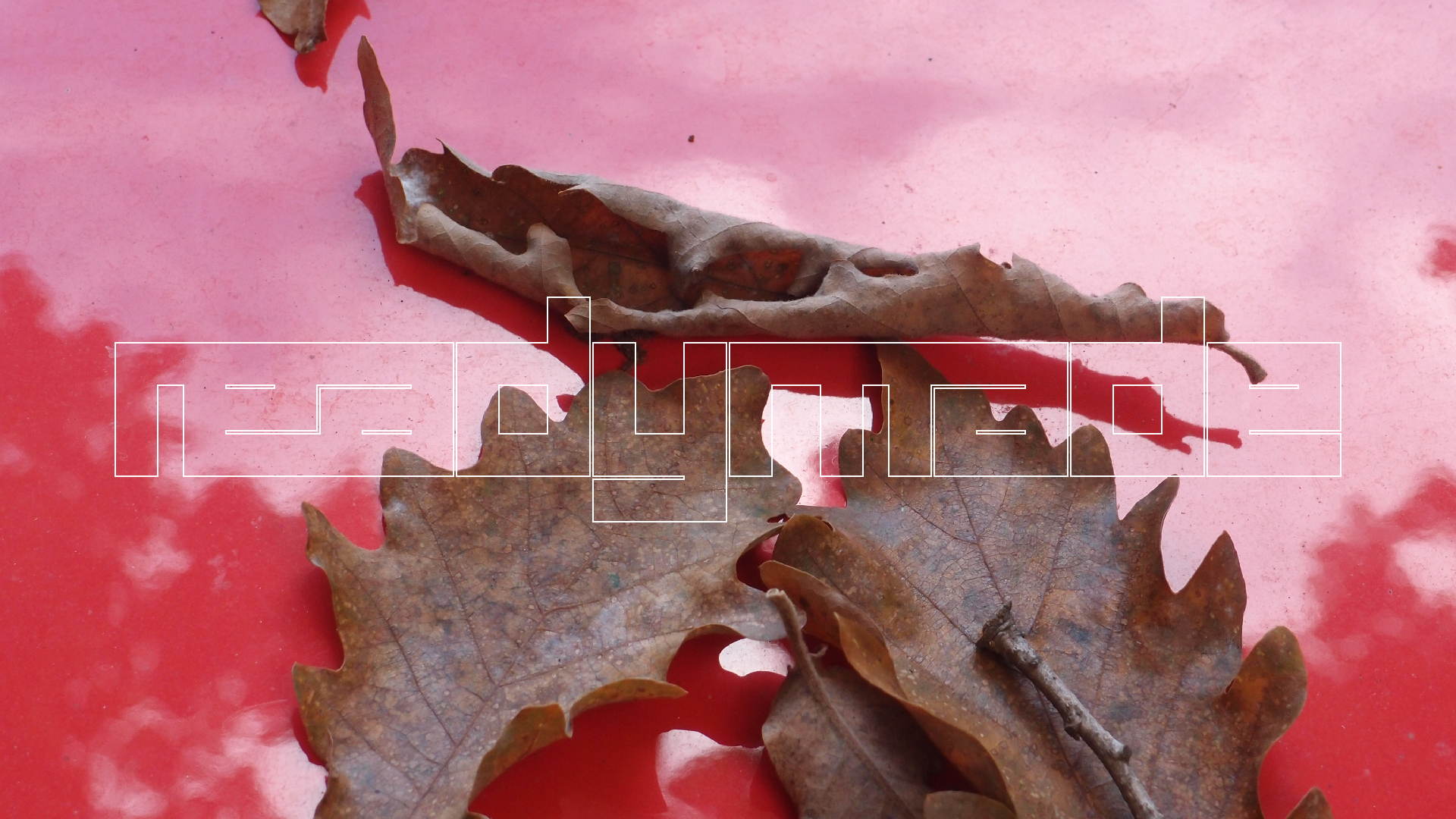 2022-10-19 Laub auf Windschutzscheiben (Foto)