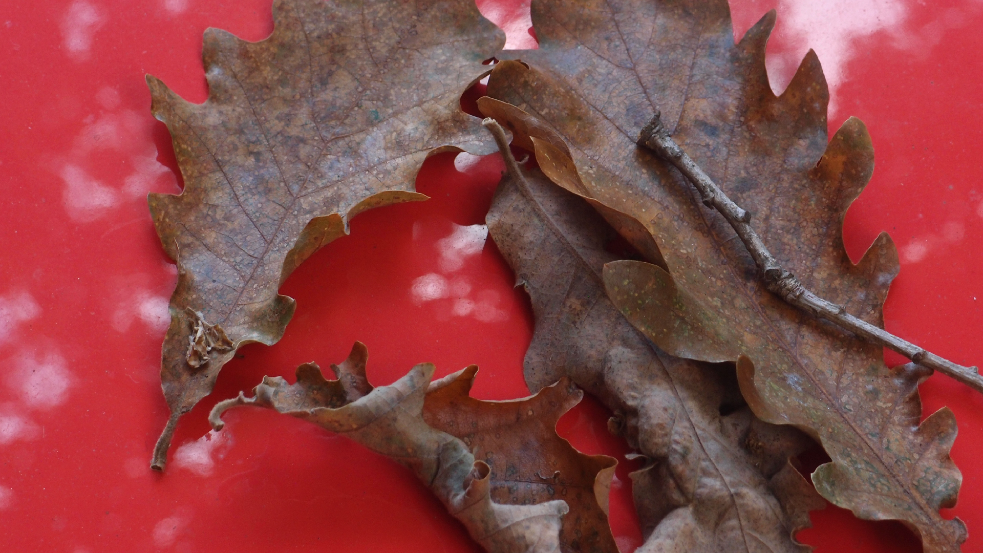 2022-10-19 Laub auf Windschutzscheiben (Foto)
