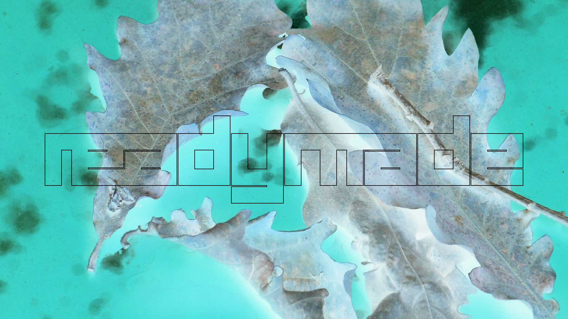 2022-10-19 Laub auf Windschutzscheiben (Foto)