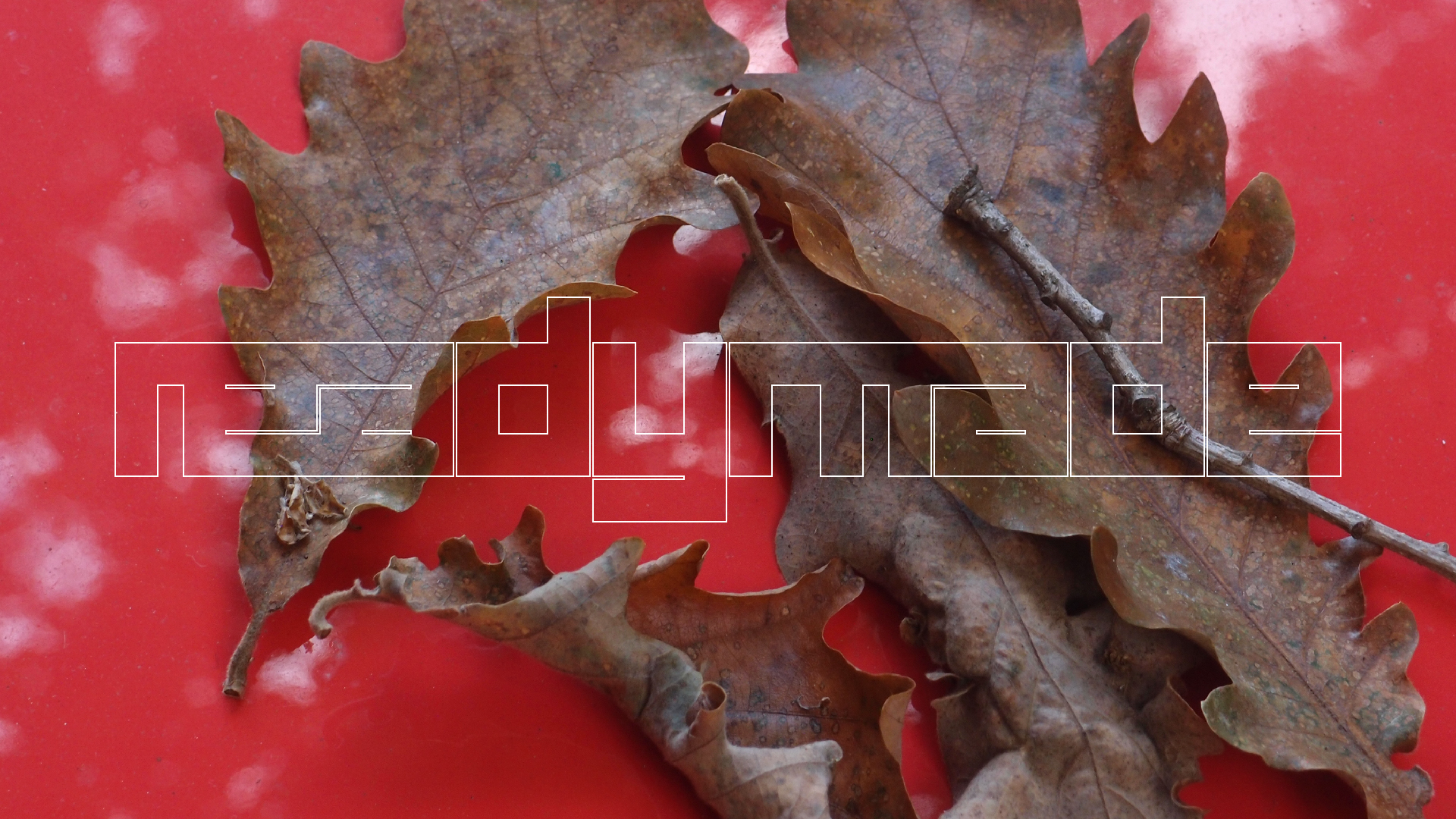 2022-10-19 Laub auf Windschutzscheiben (Foto)