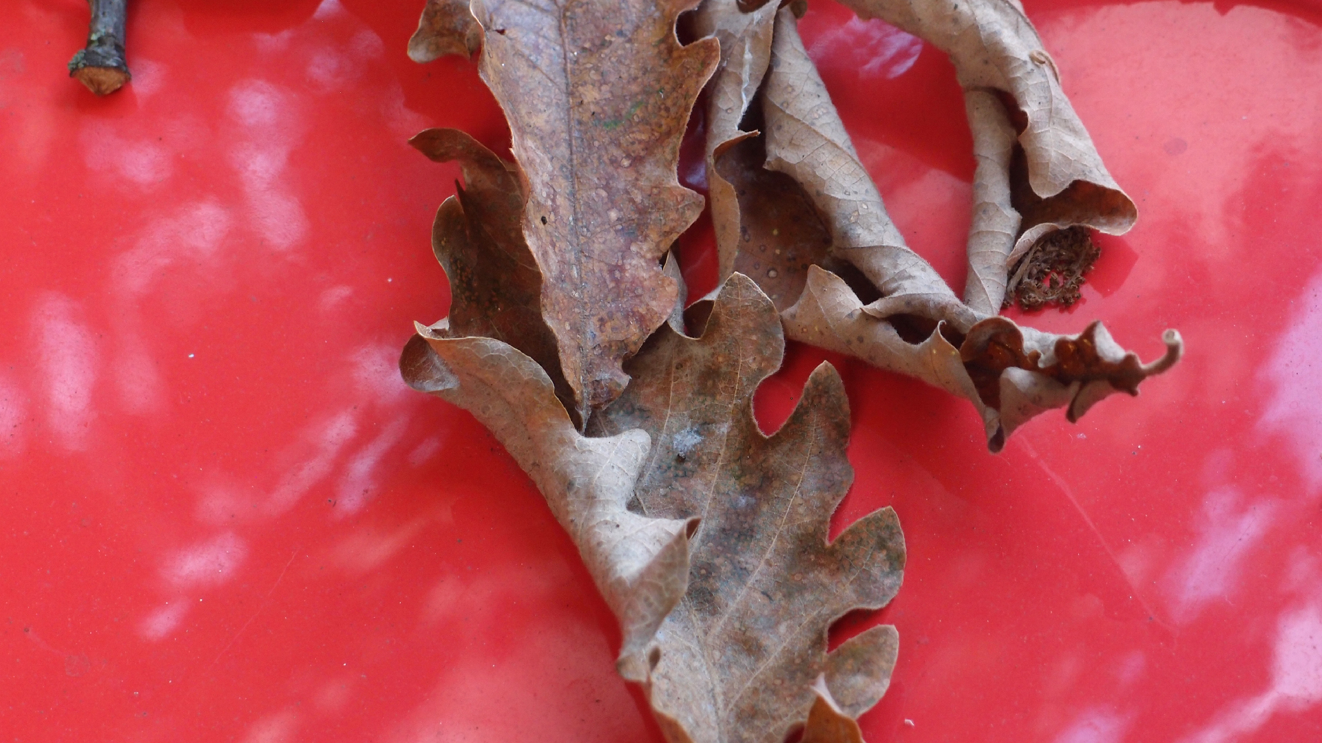 2022-10-19 Laub auf Windschutzscheiben (Foto)