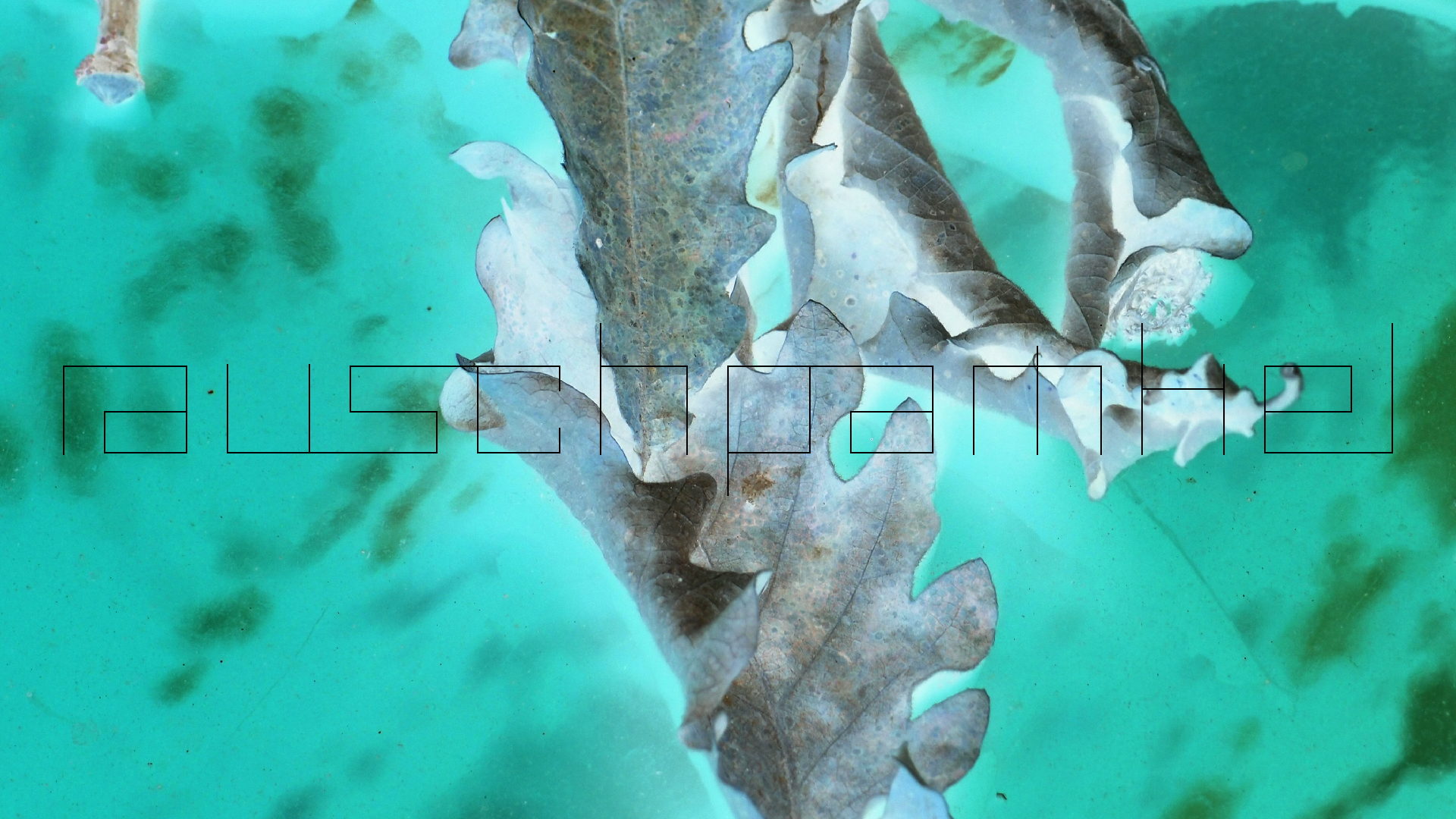 2022-10-19 Laub auf Windschutzscheiben (Foto)