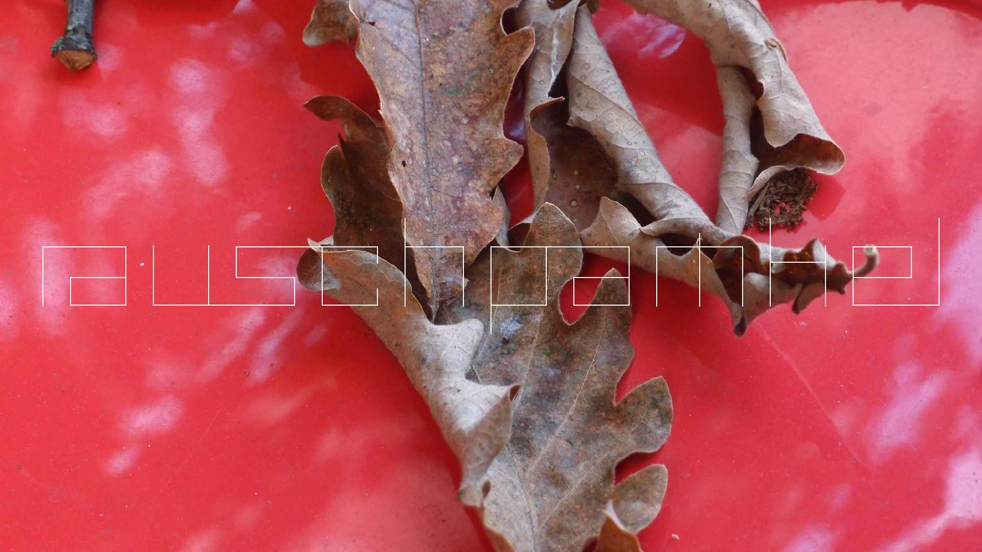 2022-10-19 Laub auf Windschutzscheiben (Foto)