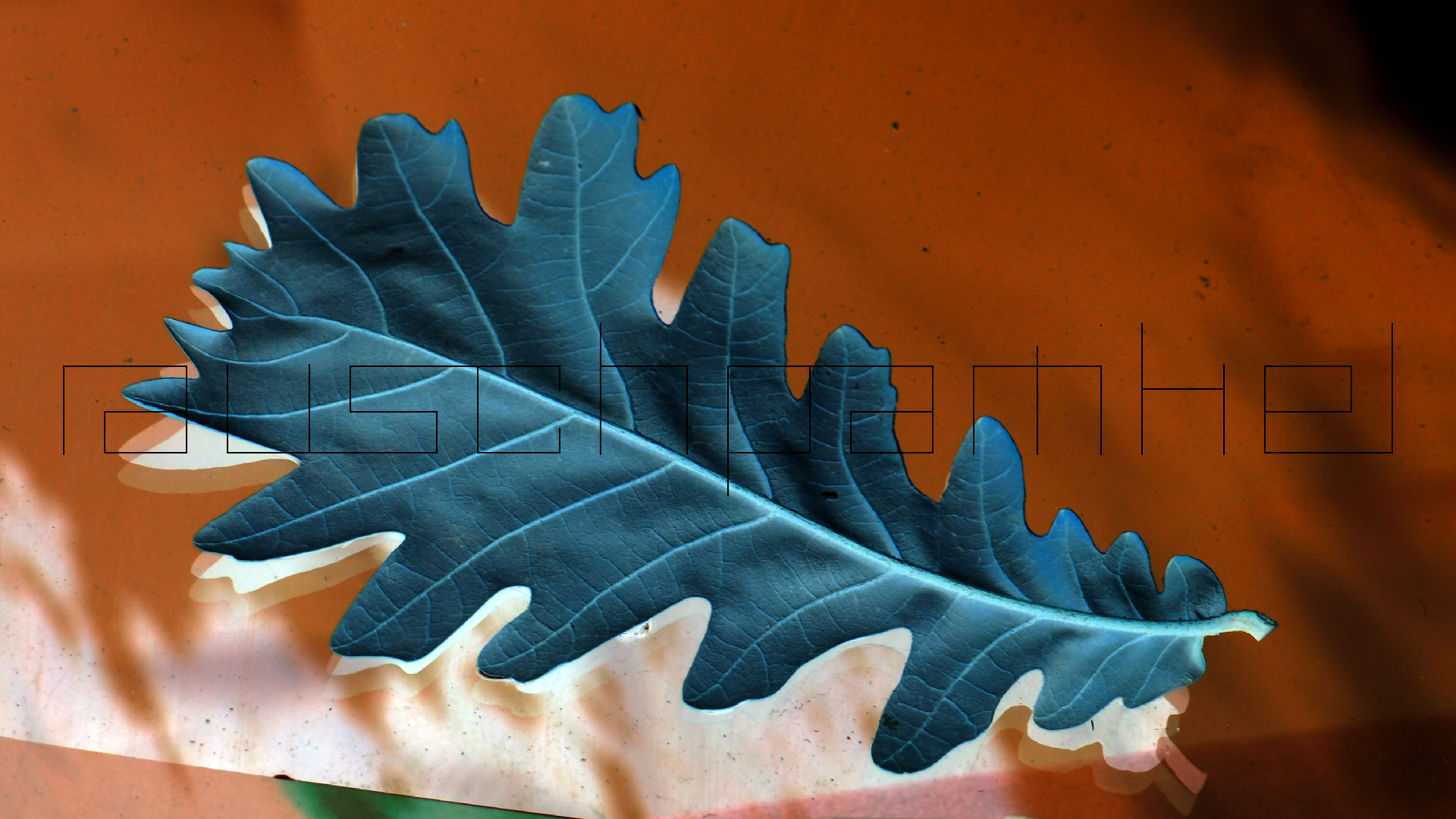 2022-10-19 Laub auf Windschutzscheiben (Foto)