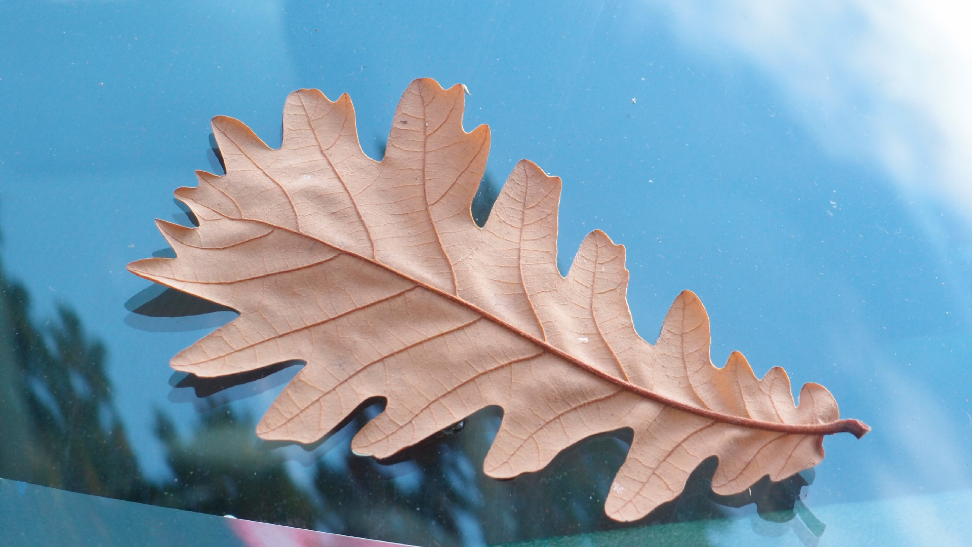 2022-10-19 Laub auf Windschutzscheiben (Foto)