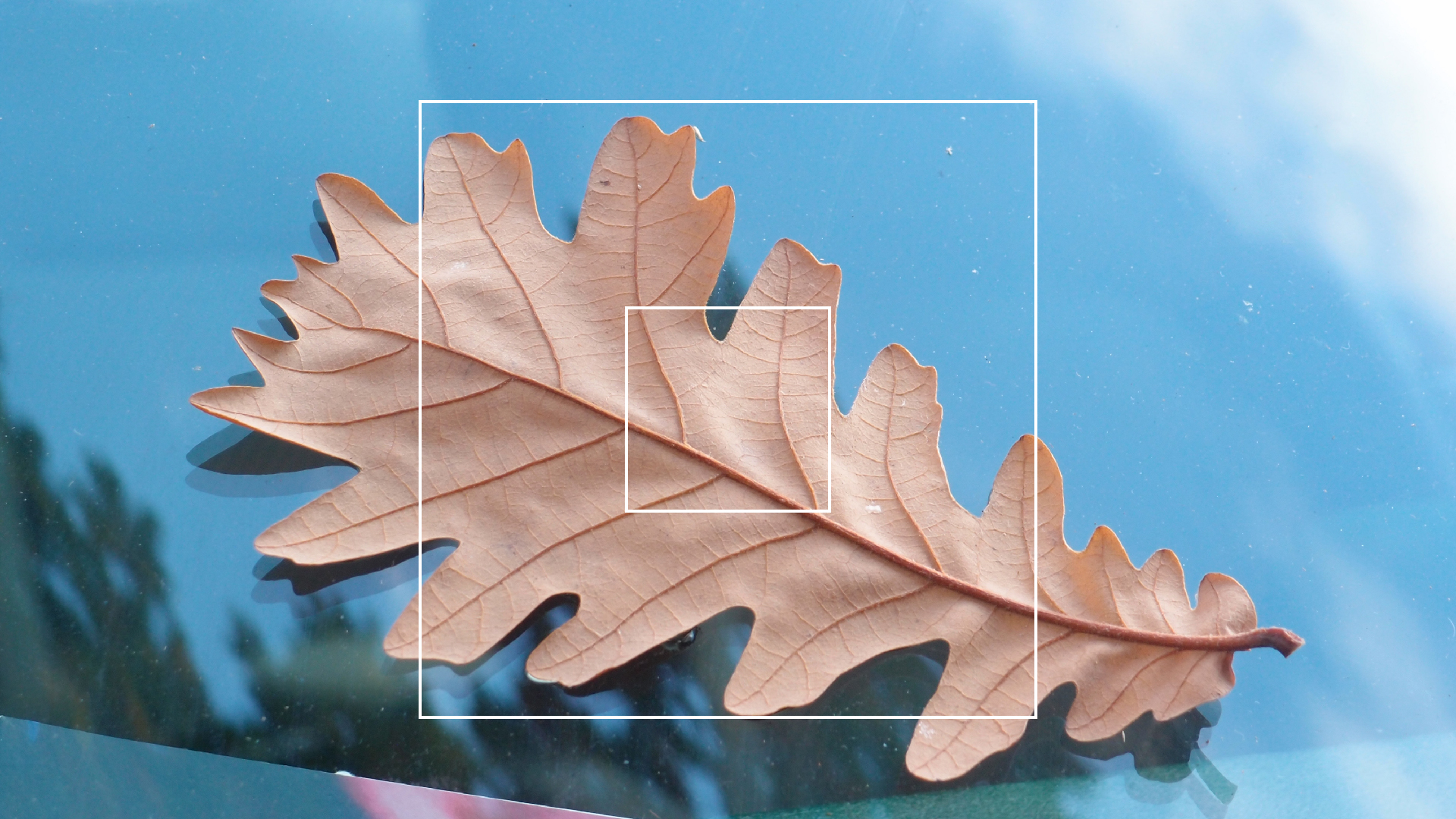 2022-10-19 Laub auf Windschutzscheiben (Foto)