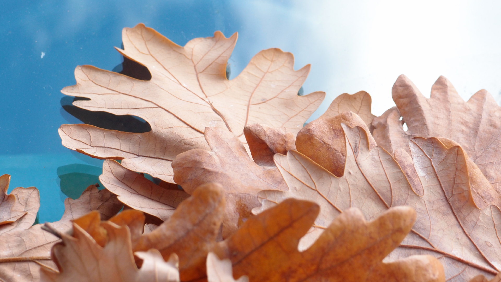 2022-10-19 Laub auf Windschutzscheiben (Foto)