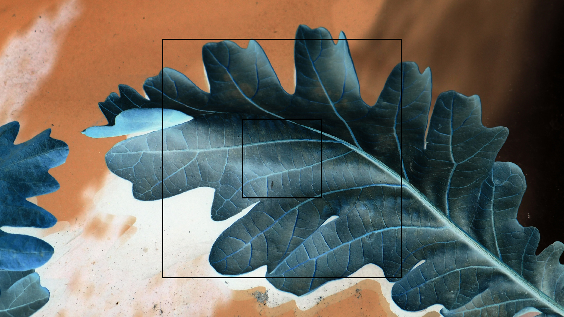 2022-10-19 Laub auf Windschutzscheiben (Foto)