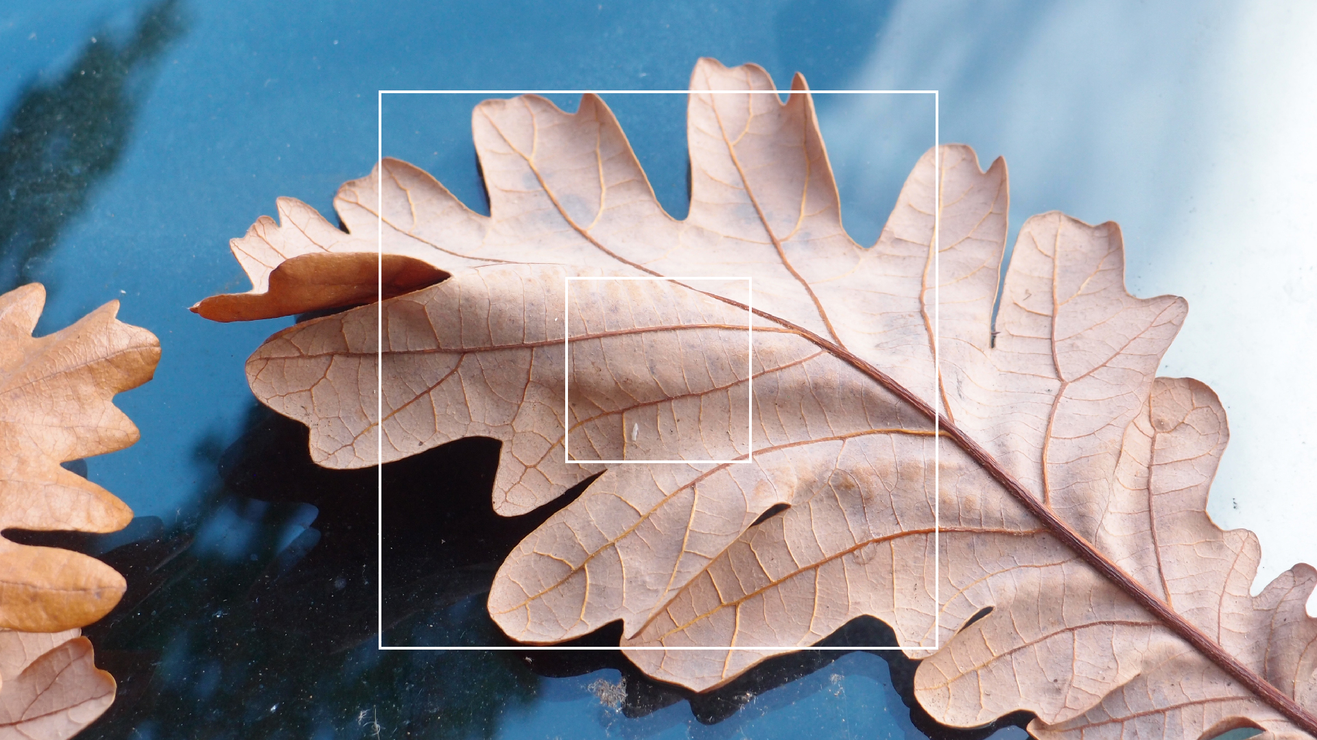 2022-10-19 Laub auf Windschutzscheiben (Foto)