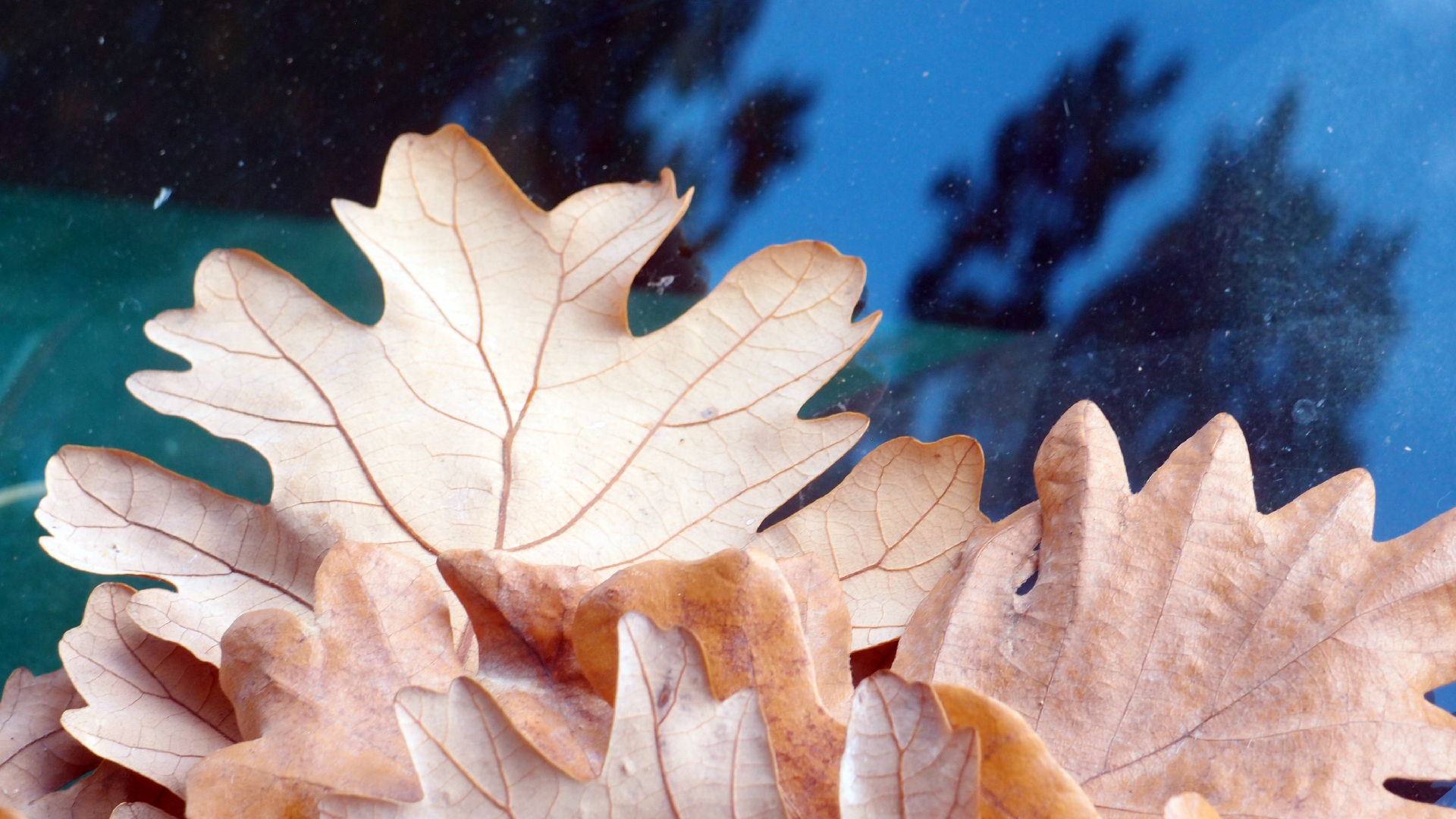 2022-10-19 Laub auf Windschutzscheiben (Foto)