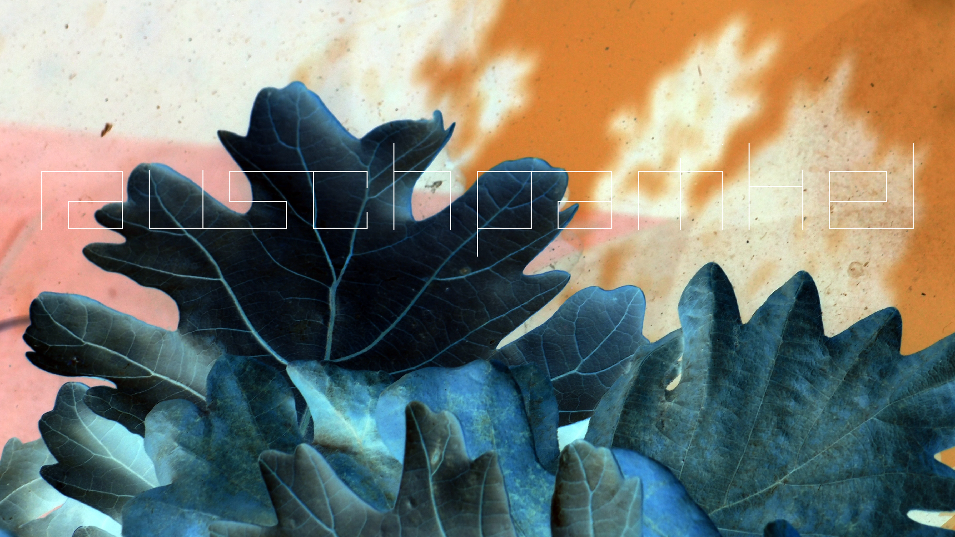 2022-10-19 Laub auf Windschutzscheiben (Foto)