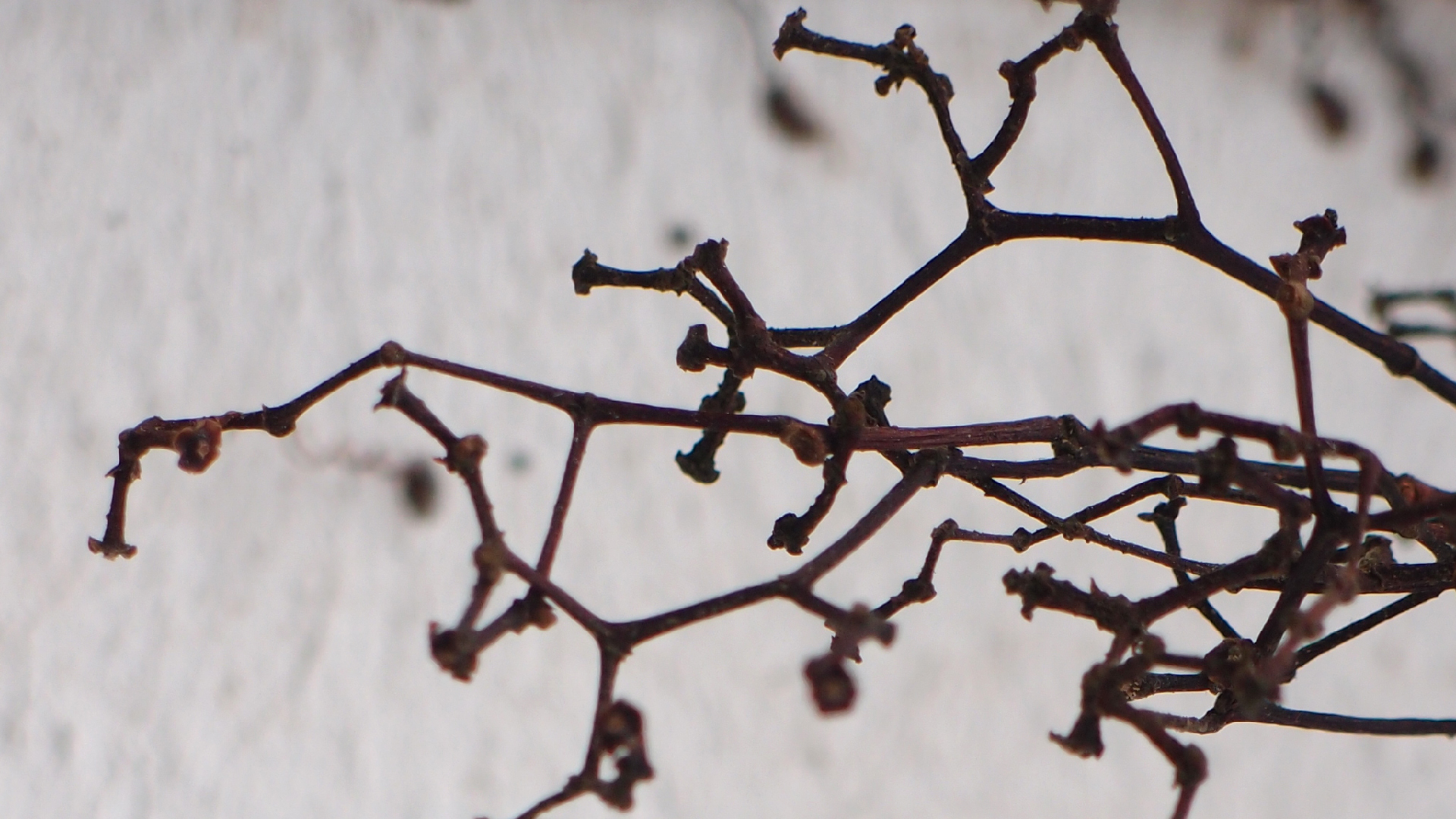 2021-04-17 Ame Zek - rauschpartikel (elektro akustisch) (Recording, Mixe)