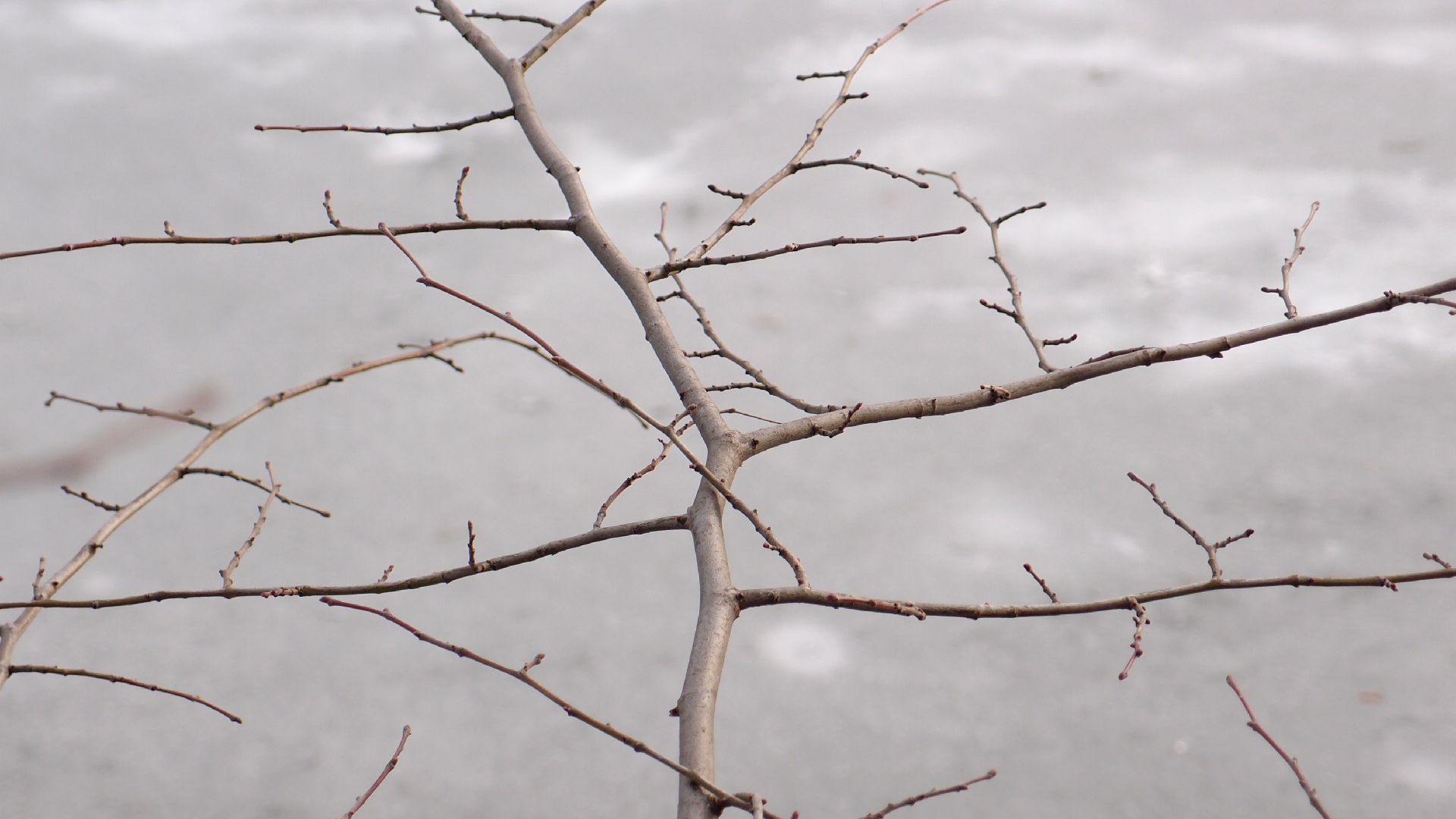 2021-04-17 Ame Zek - rauschpartikel (elektro akustisch) (Recording, Mixe)