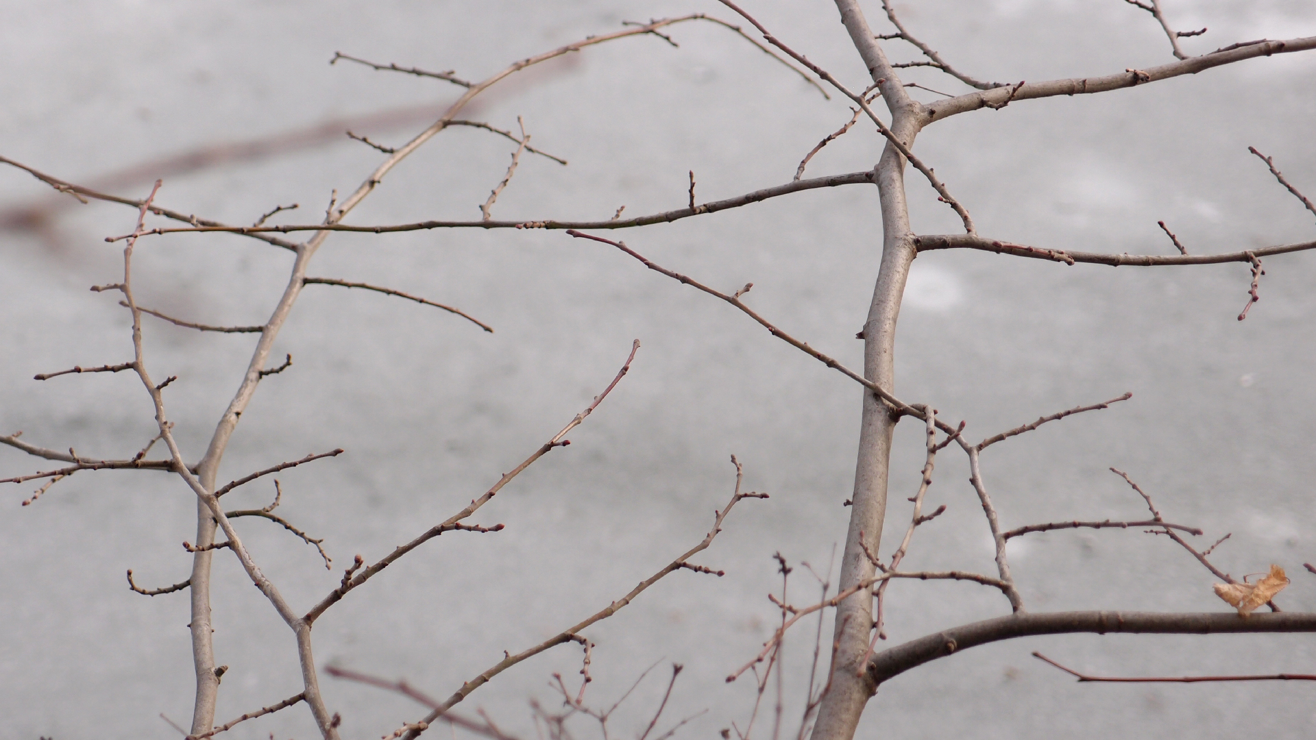 2021-04-17 Ame Zek - rauschpartikel (elektro akustisch) (Recording, Mixe)