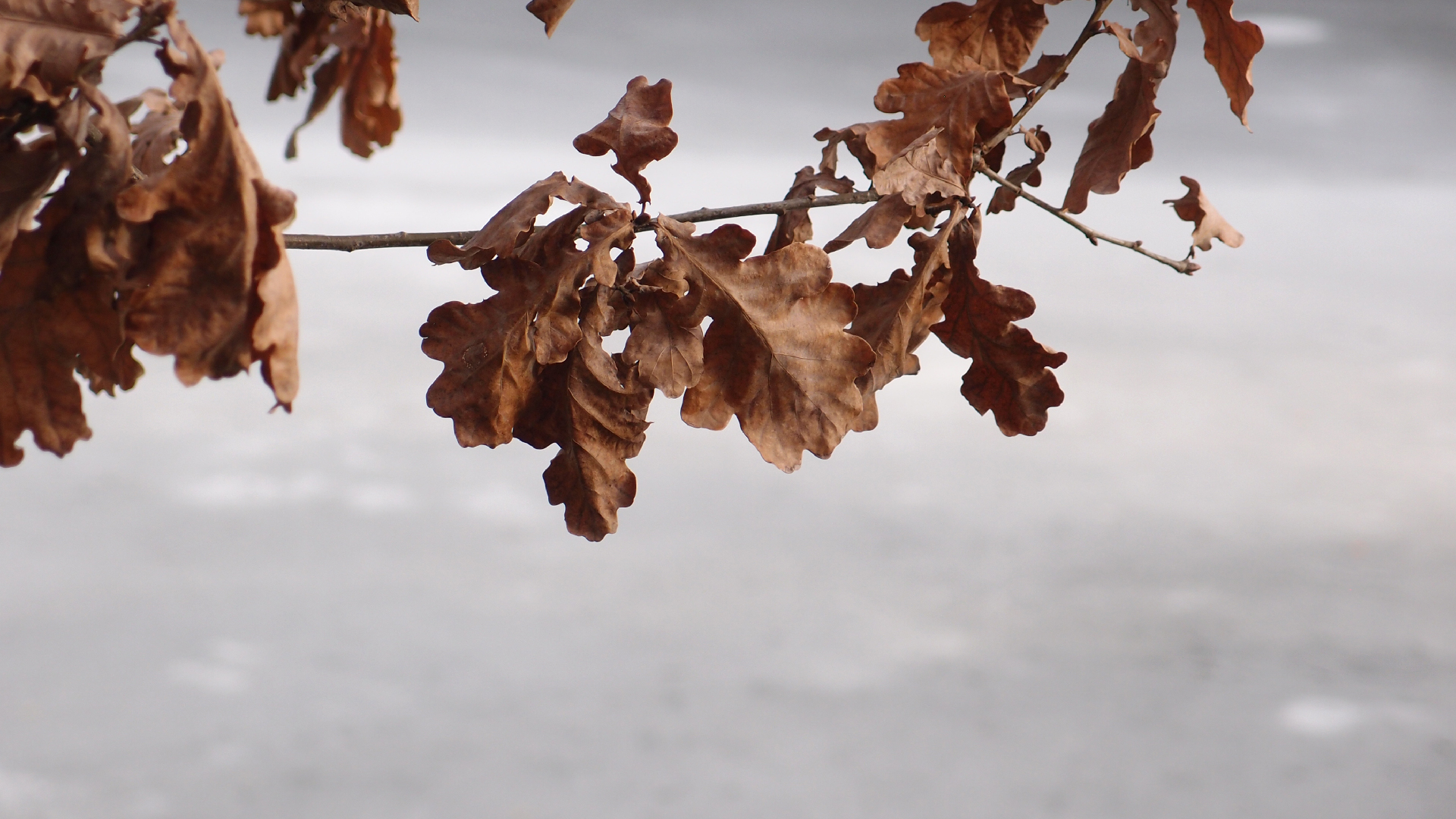 2021-04-17 Ame Zek - rauschpartikel (elektro akustisch) (Recording, Mixe)