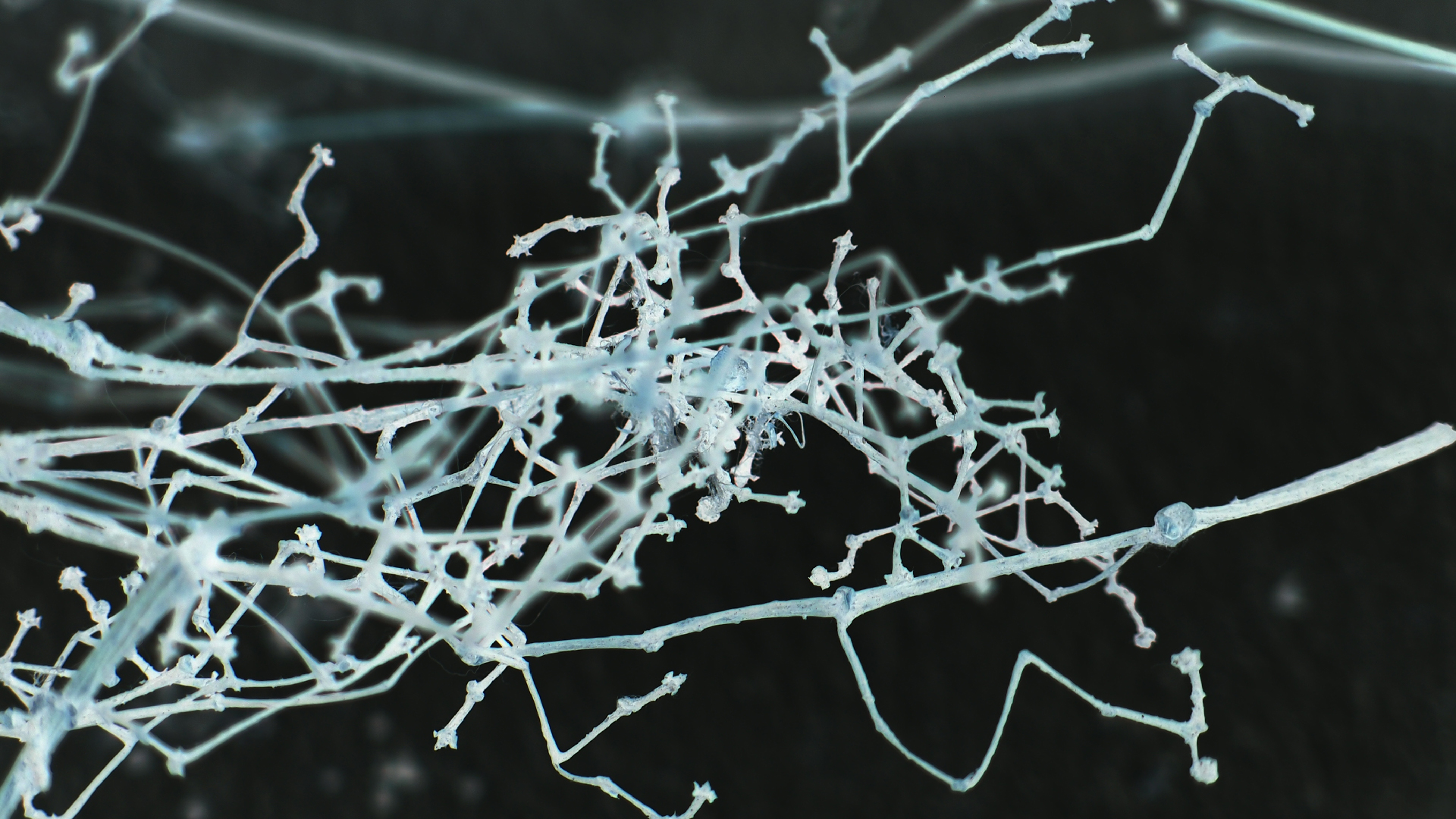 2021-04-17 Ame Zek - rauschpartikel (elektro akustisch) (Recording, Mixe)