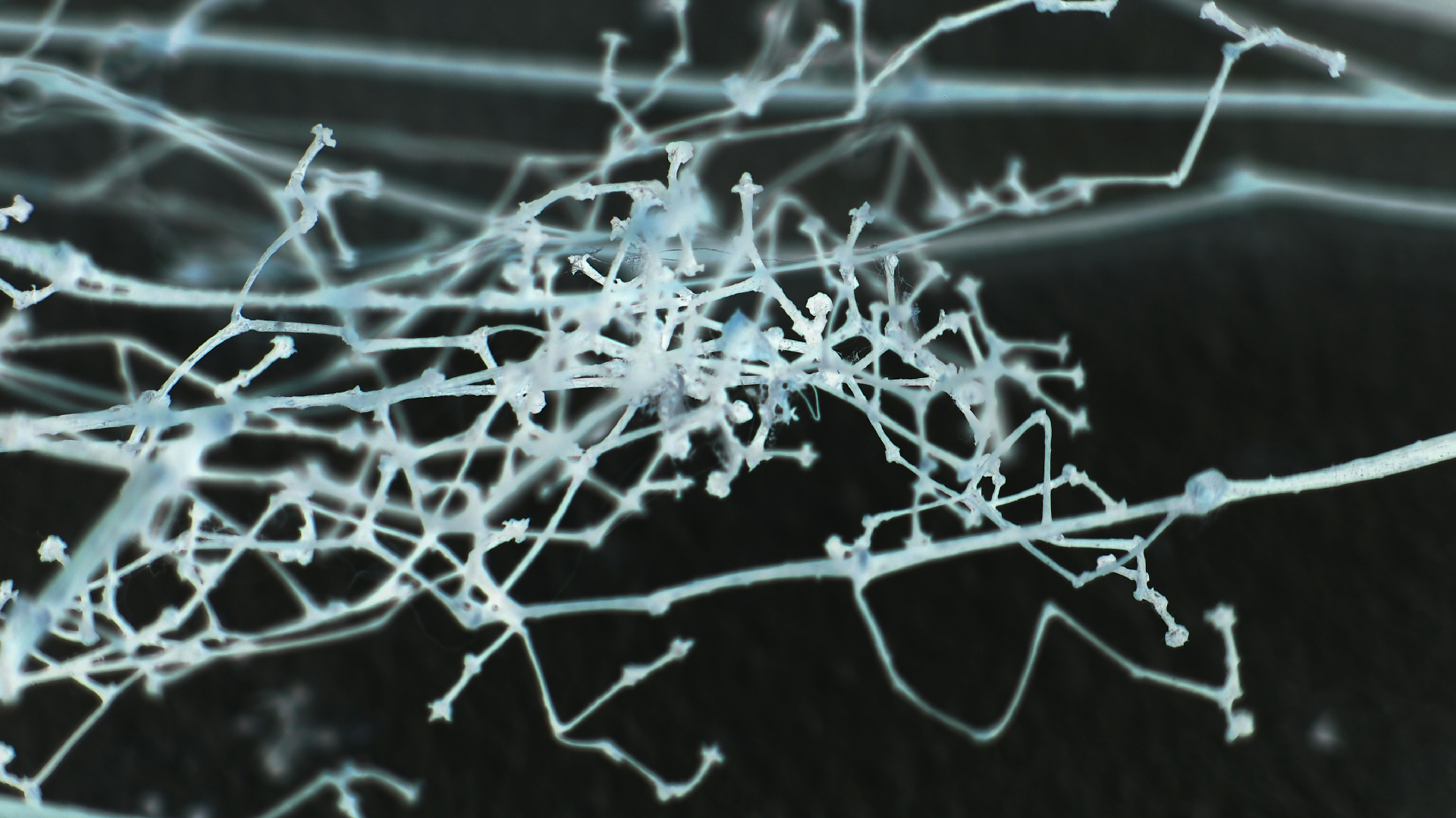 2021-04-17 Ame Zek - rauschpartikel (elektro akustisch) (Recording, Mixe)