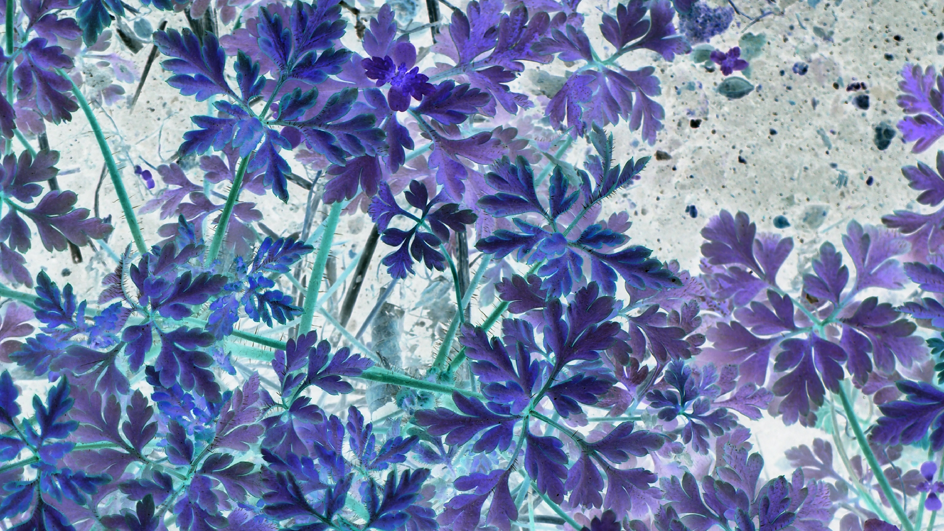 2021-04-17 Ame Zek - rauschpartikel (elektro akustisch) (Recording, Mixe)