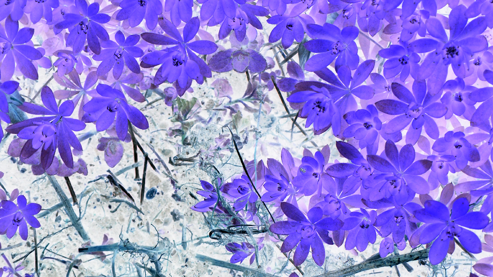 2021-04-17 Ame Zek - rauschpartikel (elektro akustisch) (Recording, Mixe)