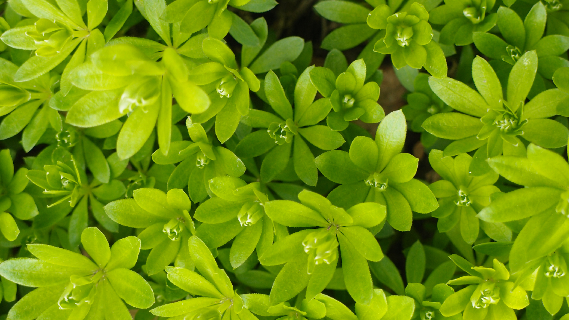 2021-04-17 Ame Zek - rauschpartikel (elektro akustisch) (Recording, Mixe)