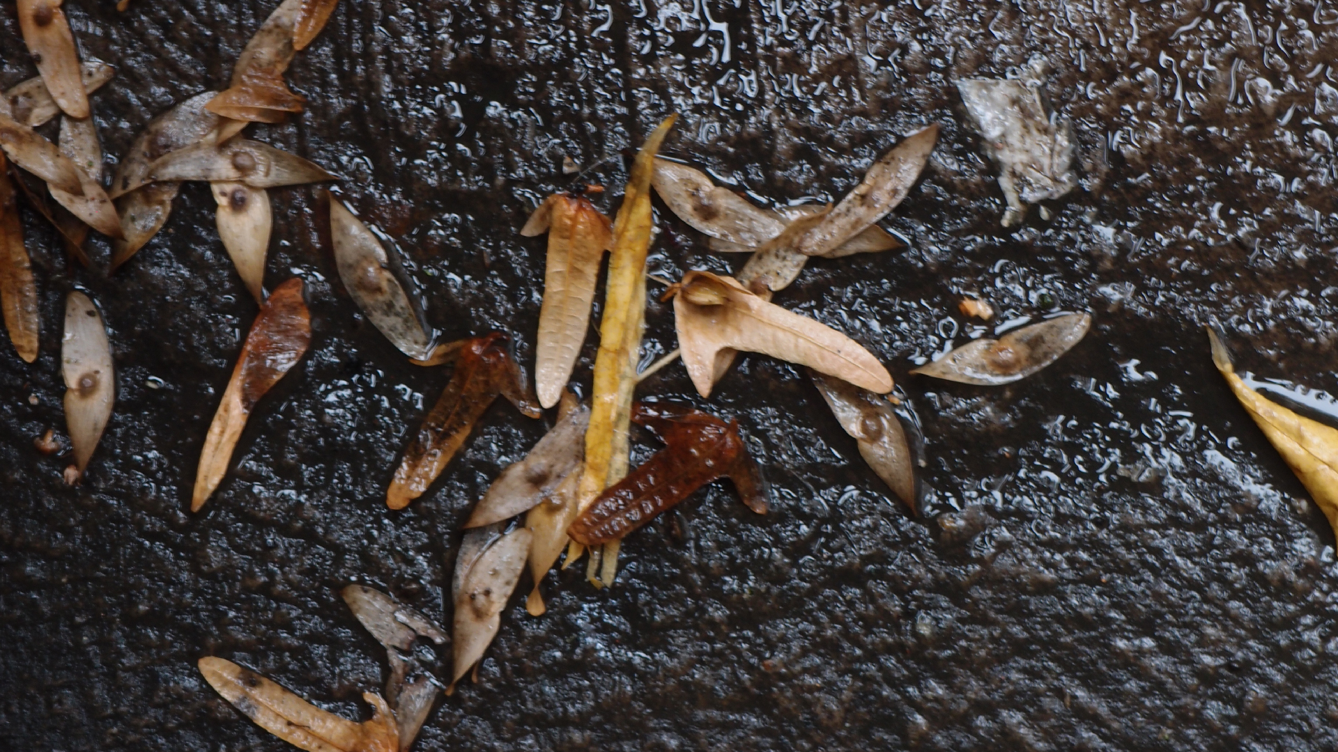 2021-10 Das Kleine Regen Rhythmus Orchester (Banjo Remix 2) (Audio, Foto, Typo Grafik)