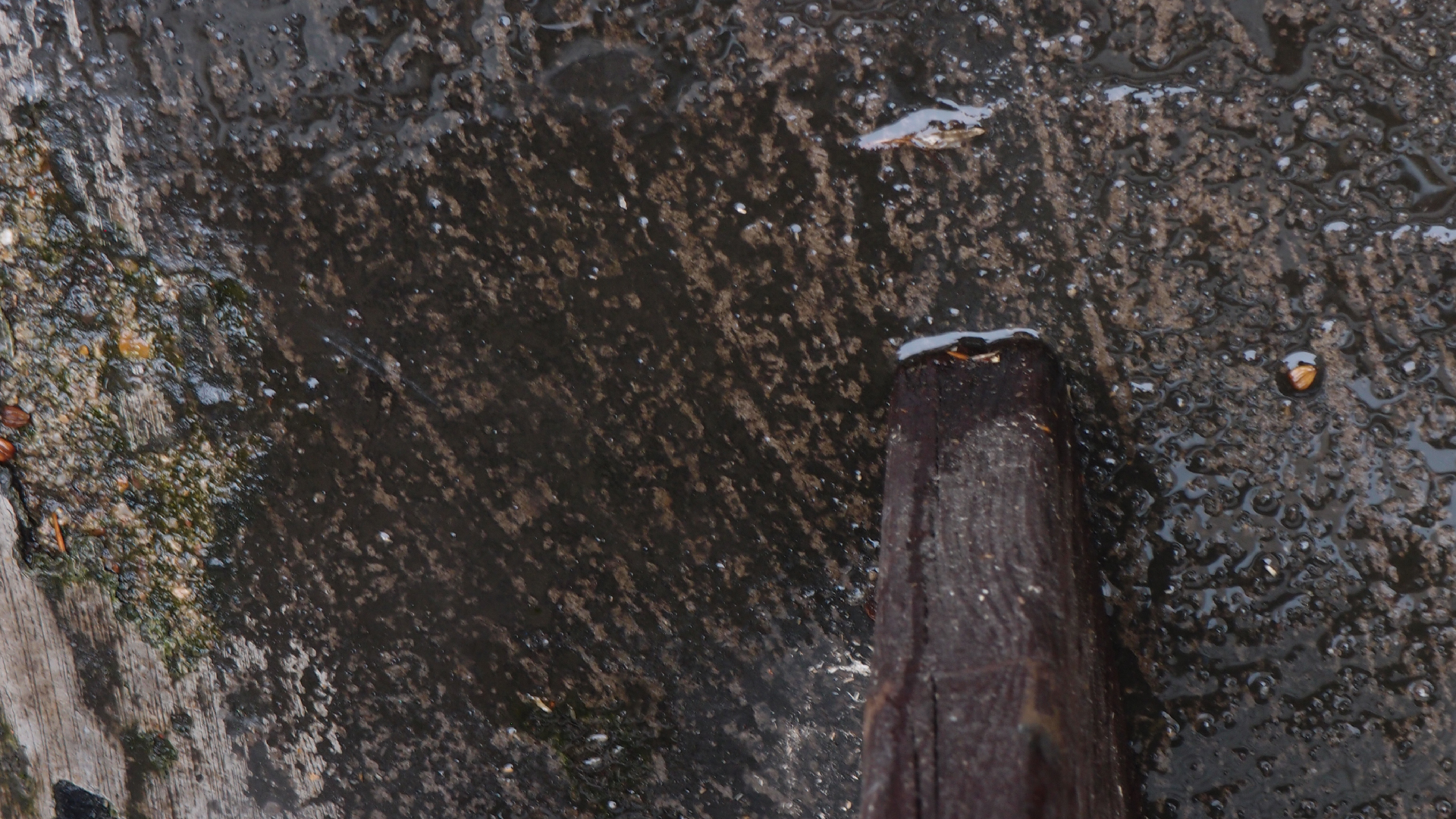 2021-10 Das Kleine Regen Rhythmus Orchester (Banjo Remix 2) (Audio, Foto, Typo Grafik)