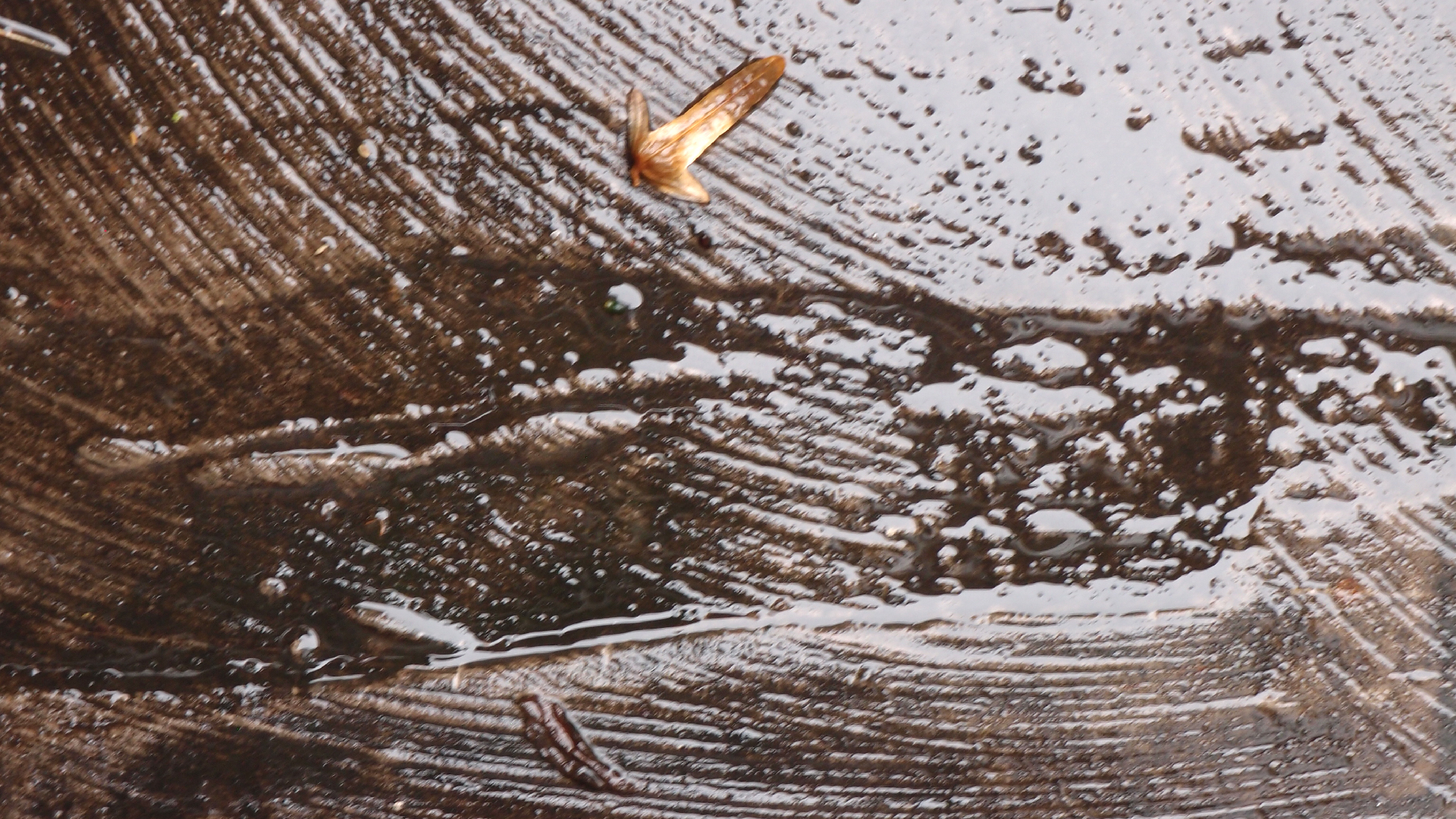 2021-10 Das Kleine Regen Rhythmus Orchester (Banjo Remix 2) (Audio, Foto, Typo Grafik)