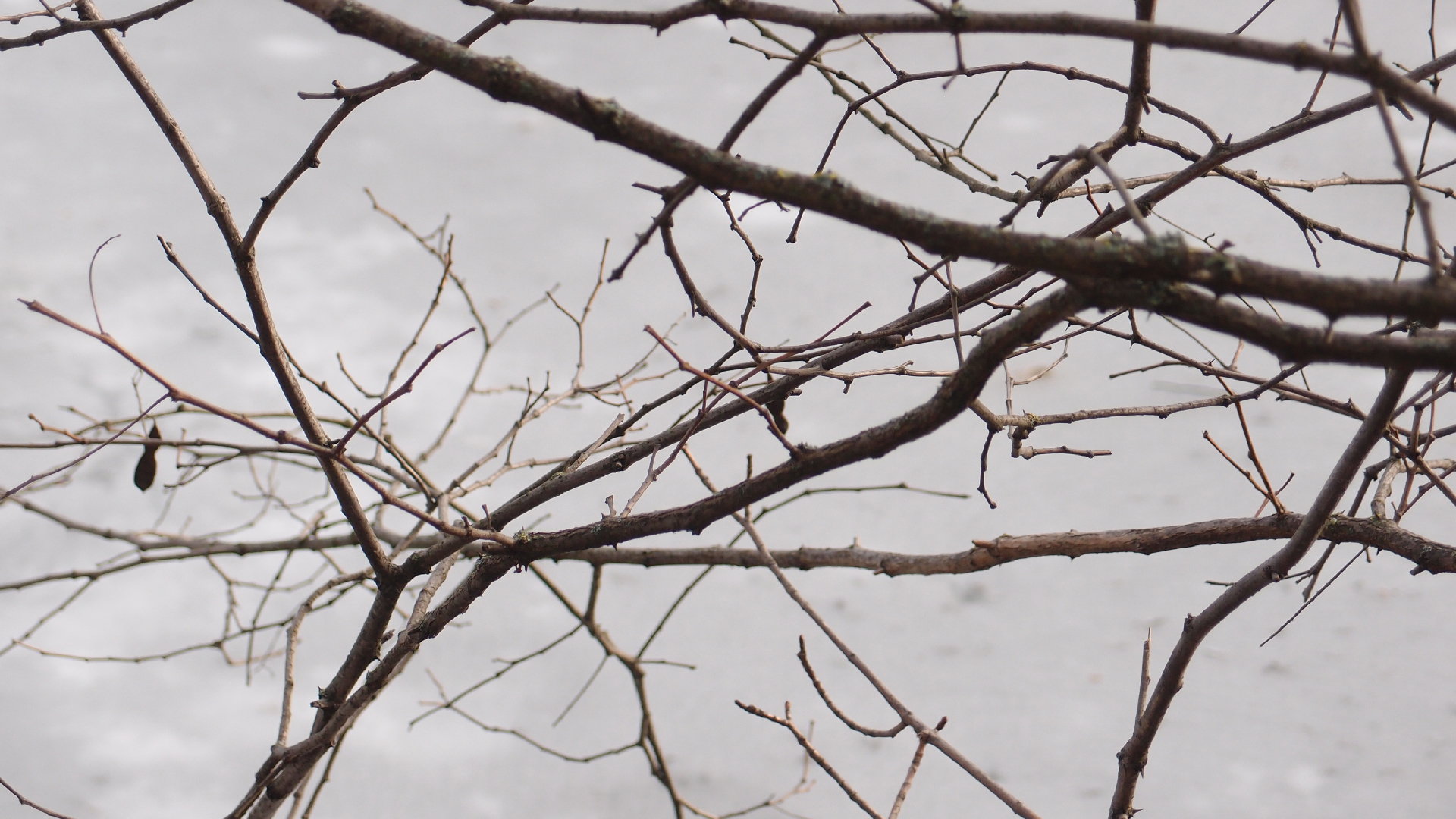 2021-03-12 Regen auf Fensterb�nken II (Fieldrecording + Typo Grafik Video)