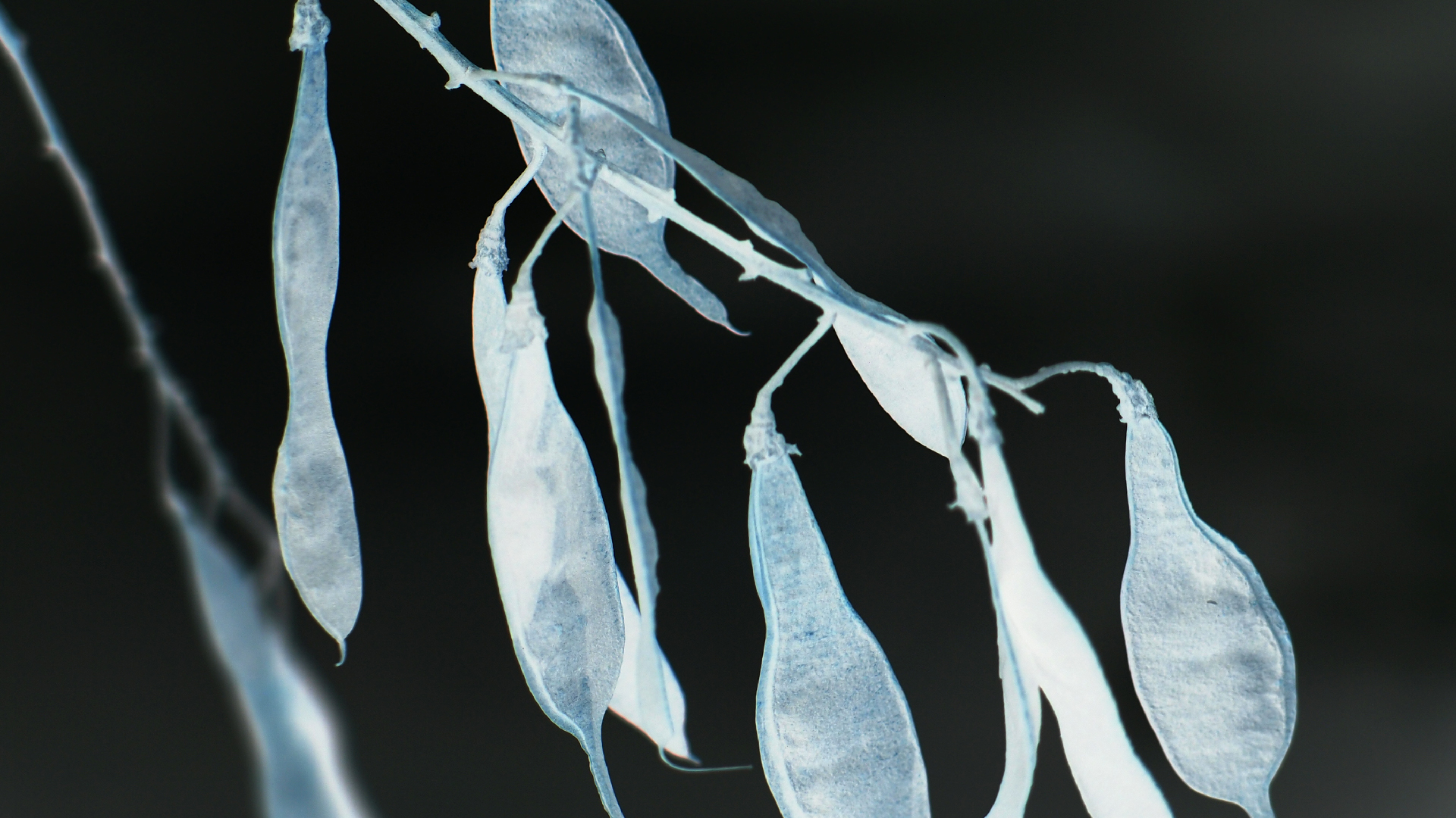 2021-03-12 Regen auf Fensterb�nken II (Fieldrecording + Typo Grafik Video)