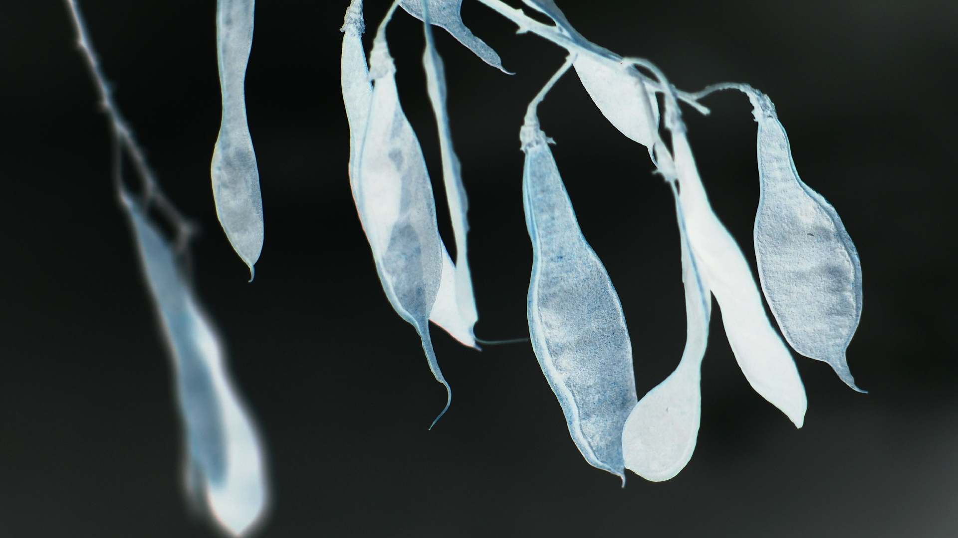 2021-03-12 Regen auf Fensterb�nken II (Fieldrecording + Typo Grafik Video)