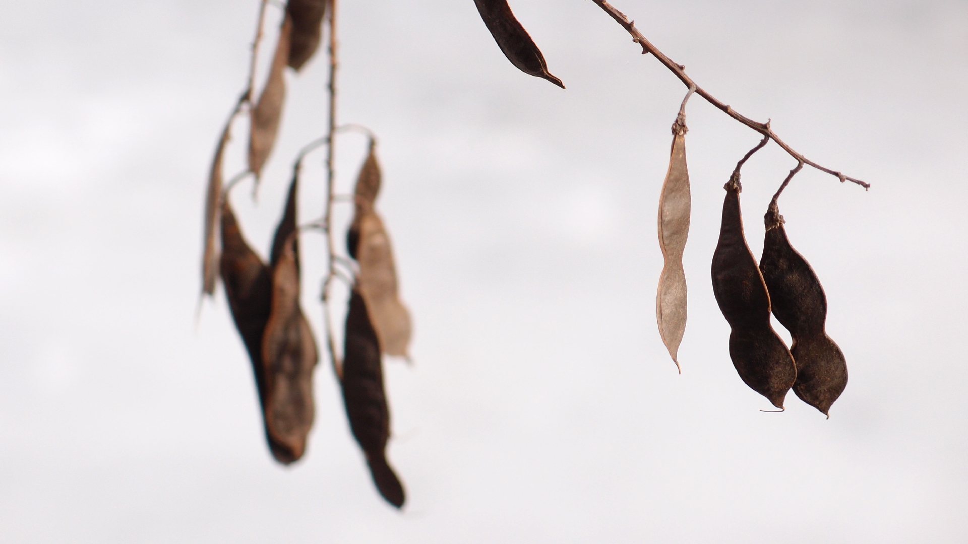 2021-03-12 Regen auf Fensterb�nken II (Fieldrecording + Typo Grafik Video)