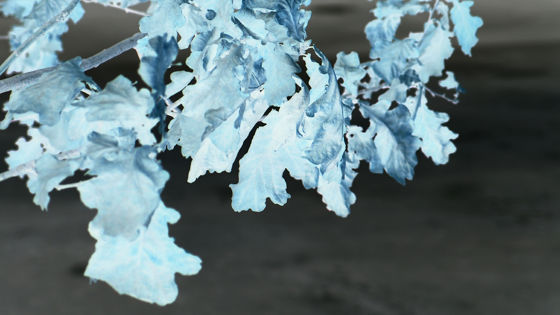 2021-03-12 Regen auf Fensterb�nken II (Fieldrecording + Typo Grafik Video)