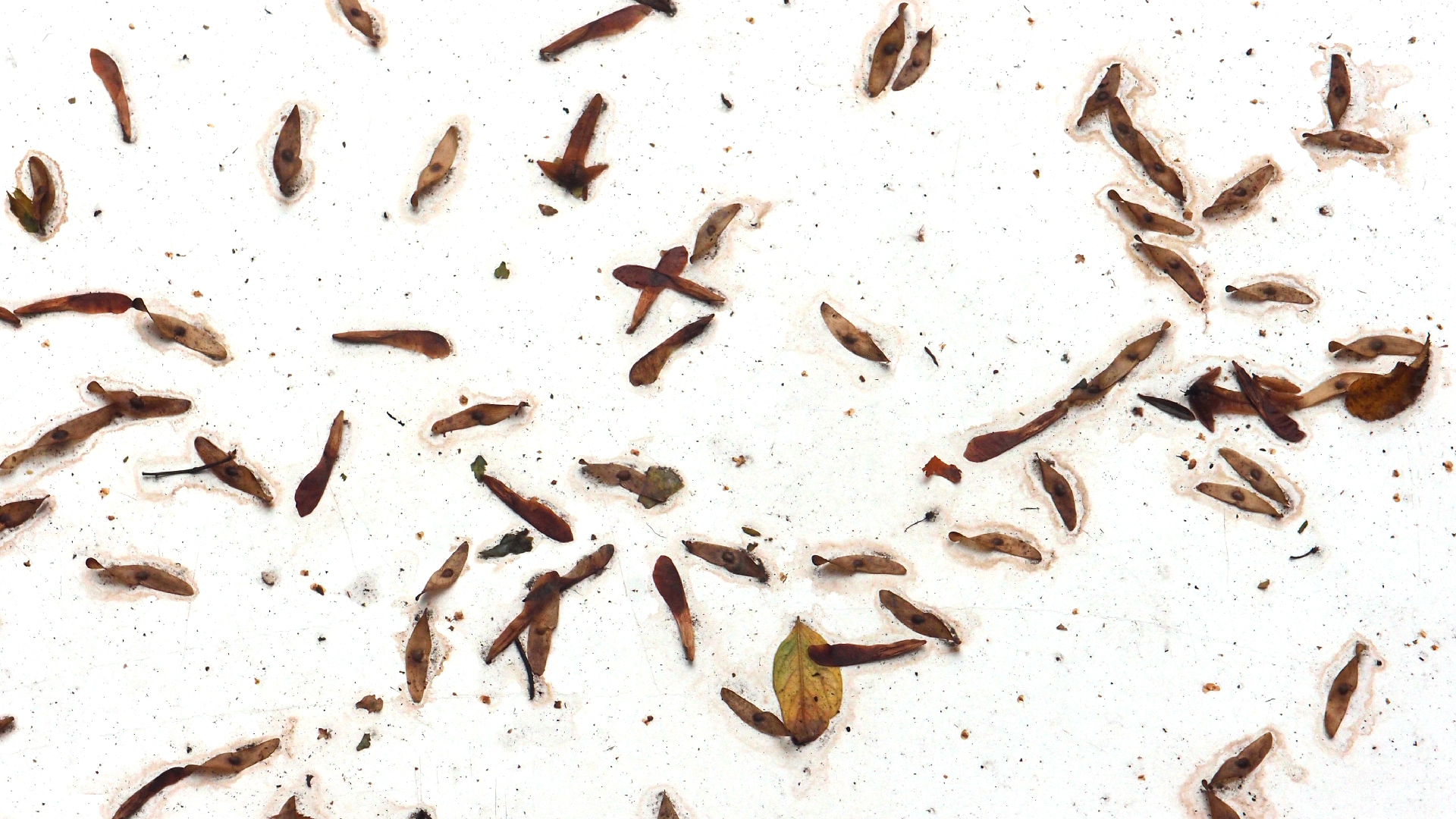 2021-10-25 Vocoder mit 2 Tonbndern (Audio, Foto, Grafk)