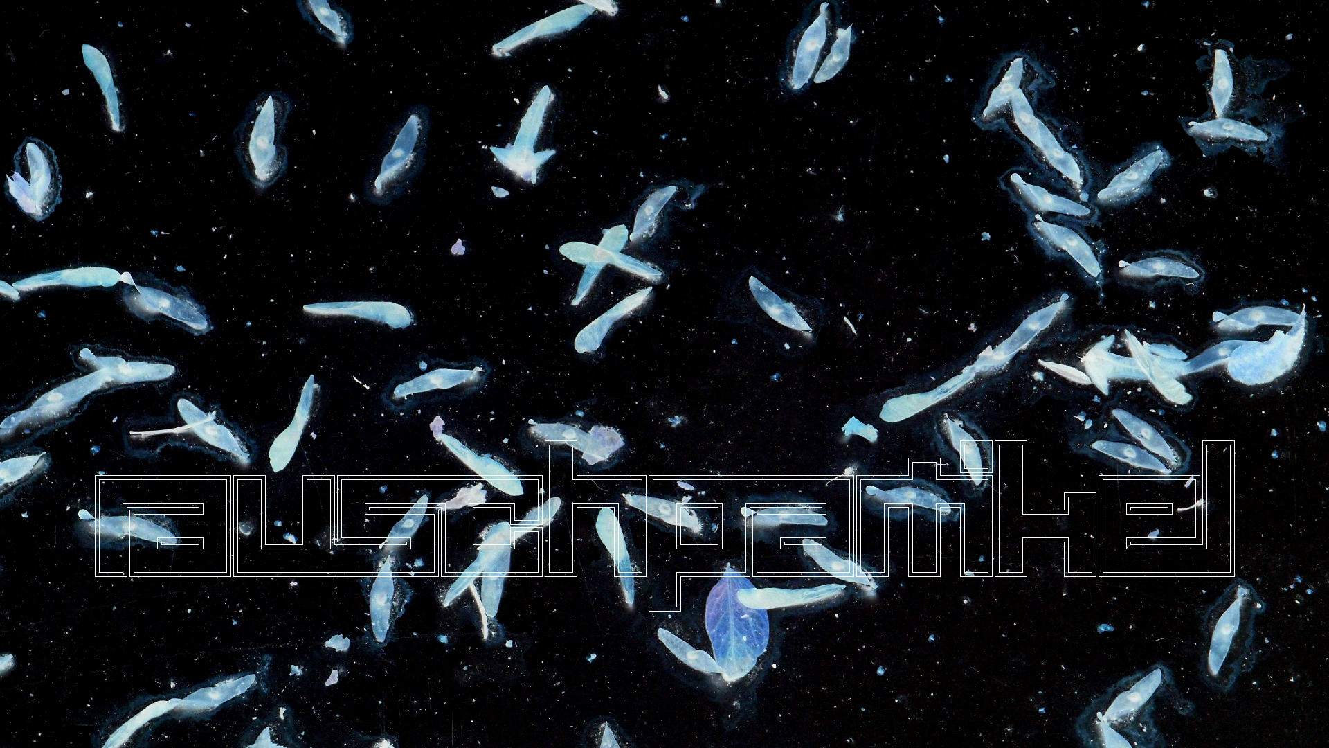 2021-10-25 Vocoder mit 2 Tonbndern (Audio, Foto, Grafk)