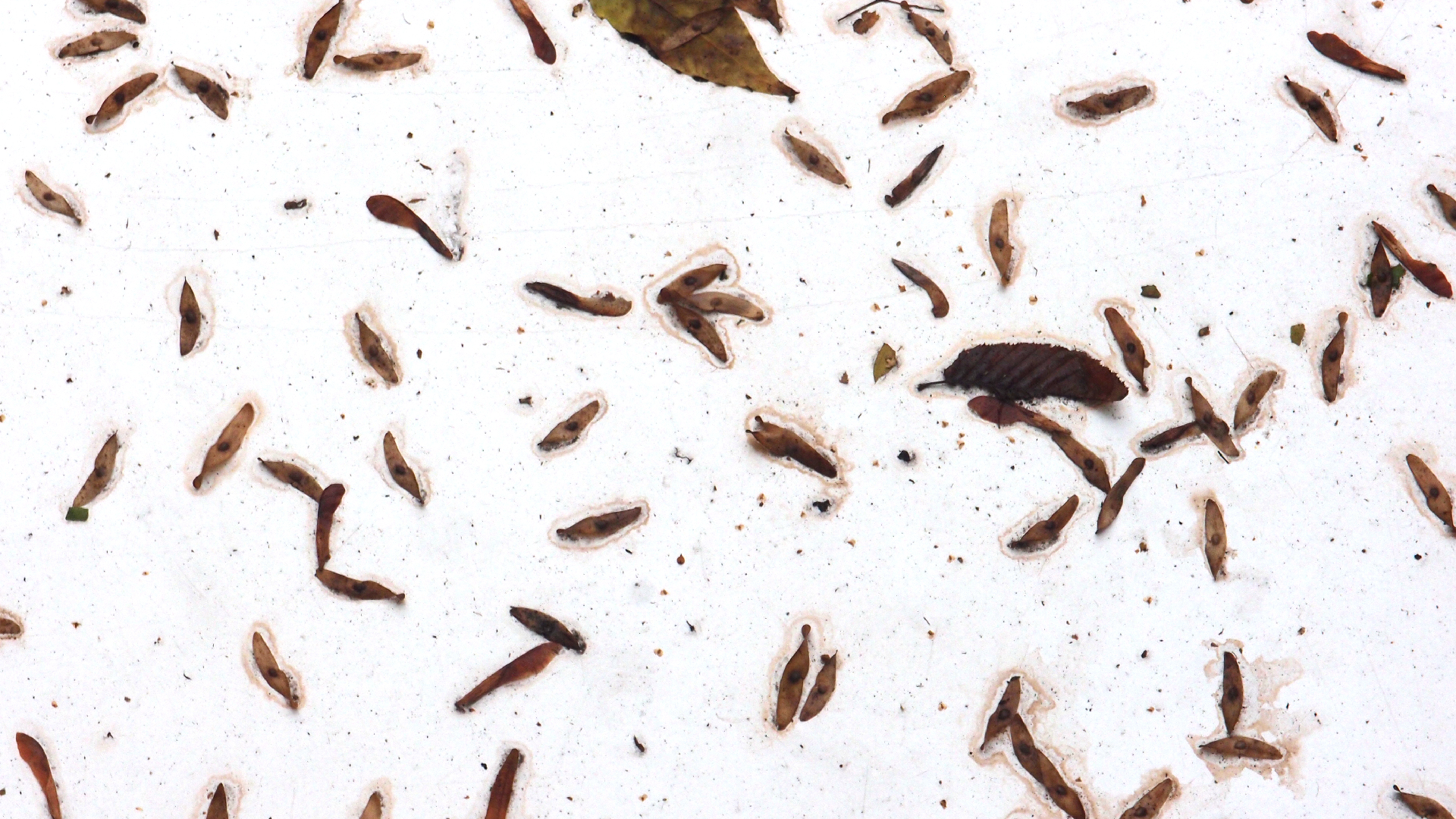 2021-10-25 Vocoder mit 2 Tonbndern (Audio, Foto, Grafk)