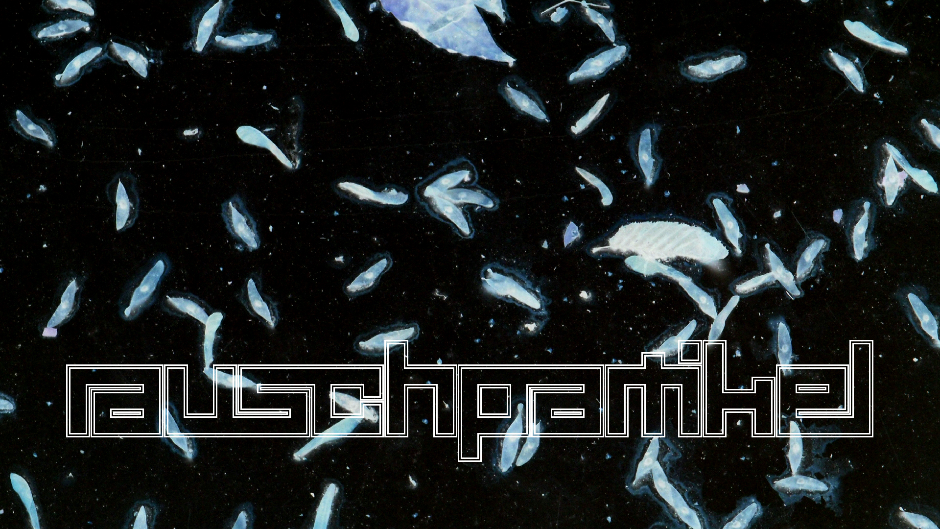 2021-10-25 Vocoder mit 2 Tonbndern (Audio, Foto, Grafk)