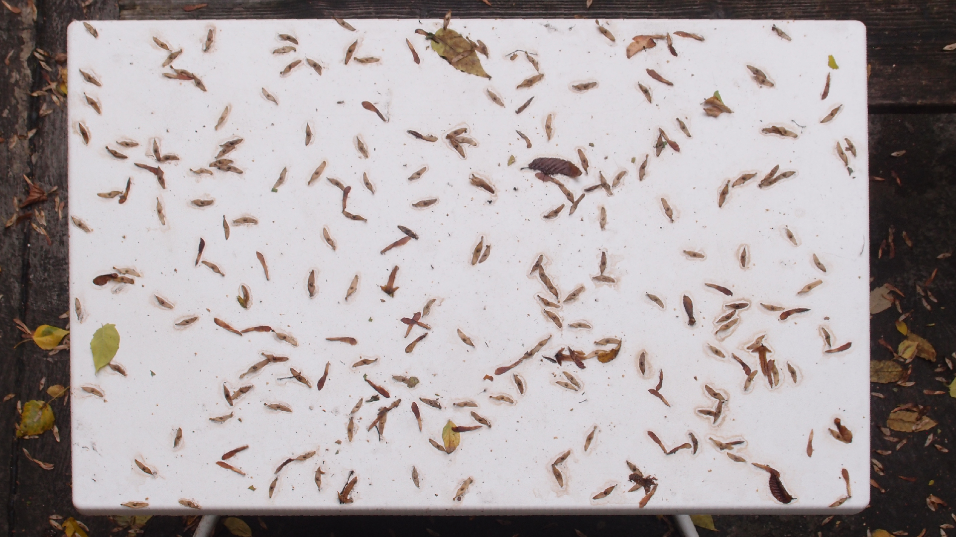 2021-10-25 Vocoder mit 2 Tonbndern (Audio, Foto, Grafk)