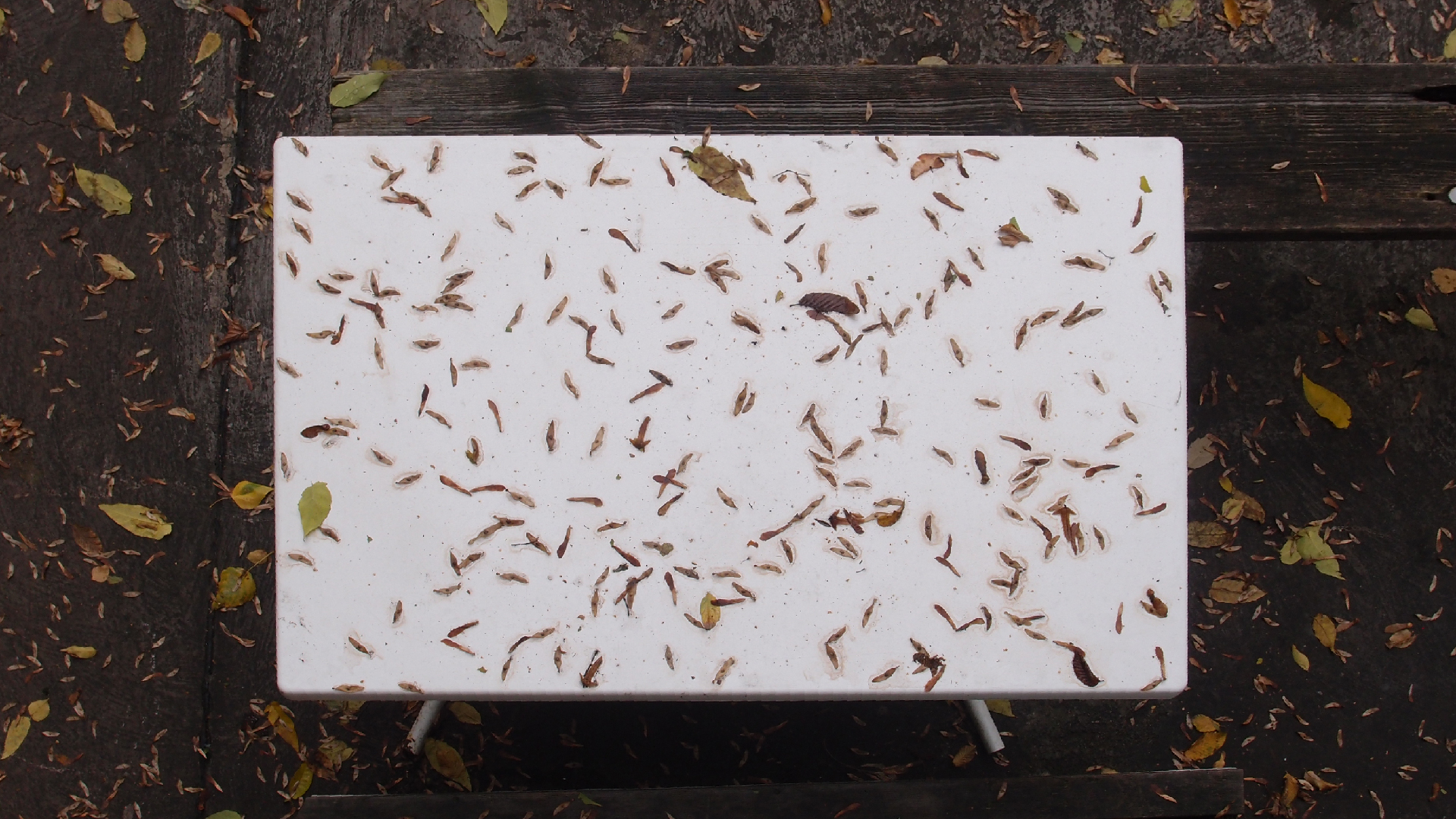 2021-10-25 Vocoder mit 2 Tonbndern (Audio, Foto, Grafk)