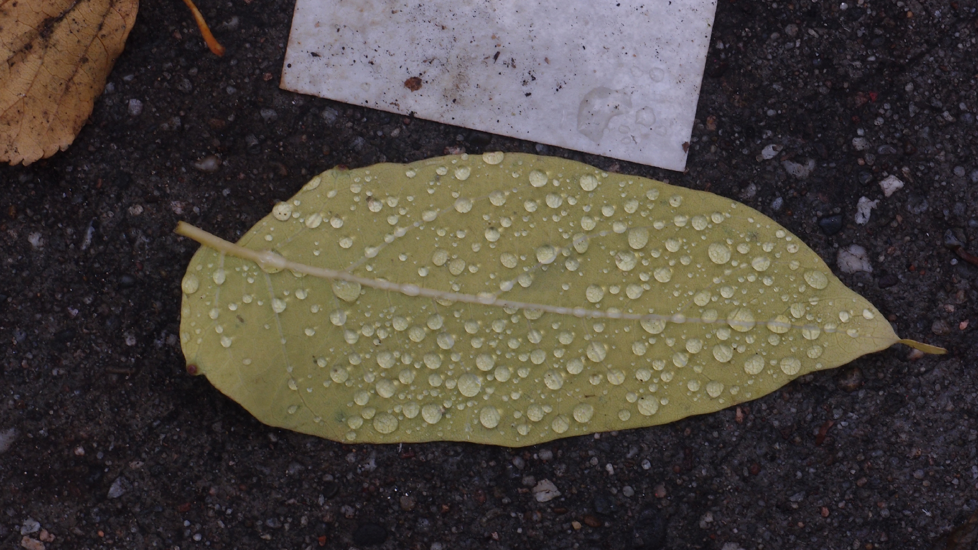 2021-10-25 Vocoder mit 2 Tonbndern (Audio, Foto, Grafk)