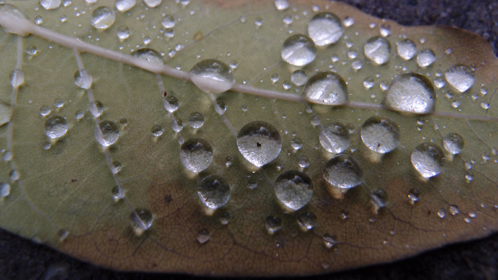 2021-10-25 Vocoder mit 2 Tonbndern (Audio, Foto, Grafk)