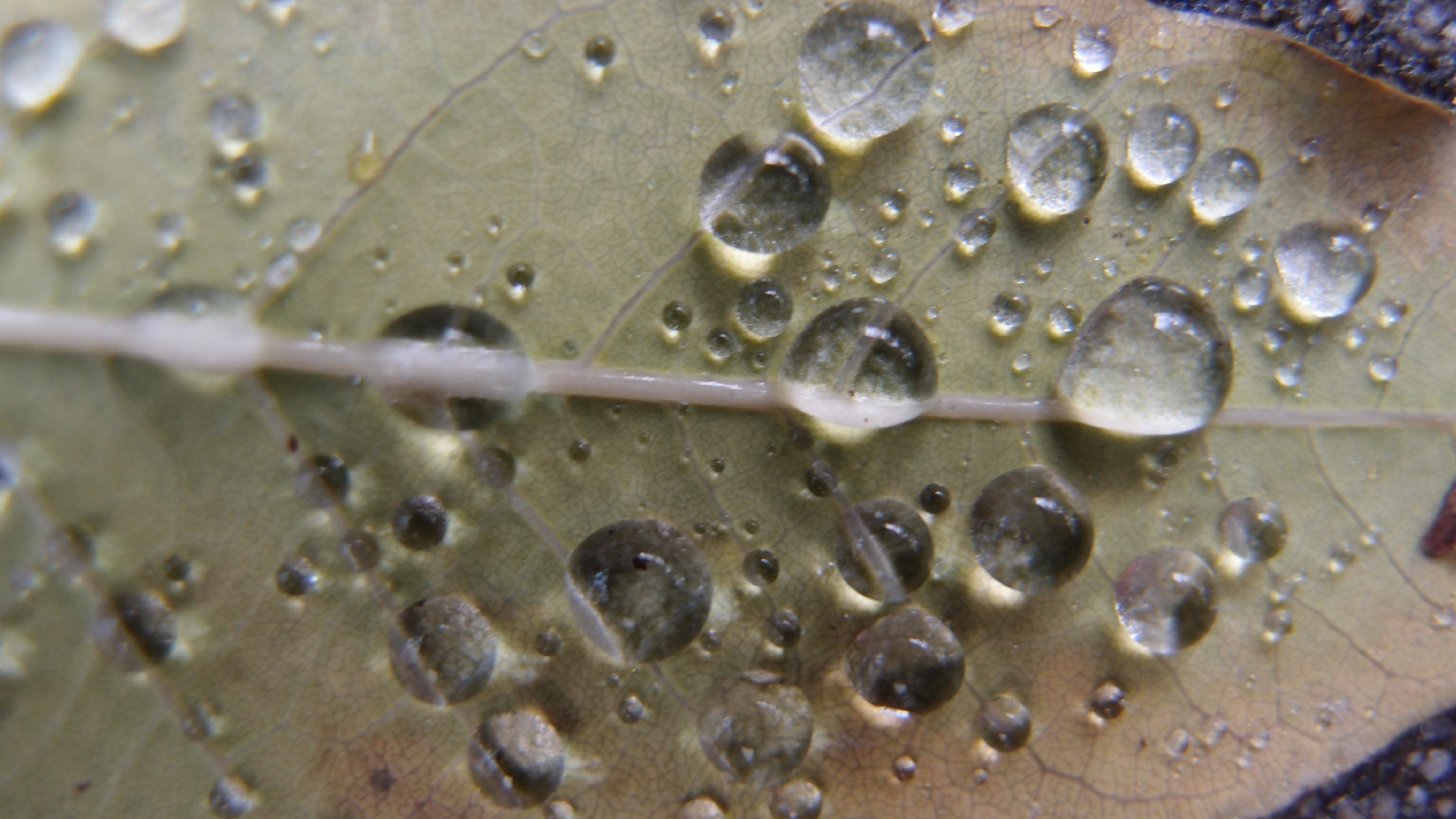 2021-10-25 Vocoder mit 2 Tonbndern (Audio, Foto, Grafk)