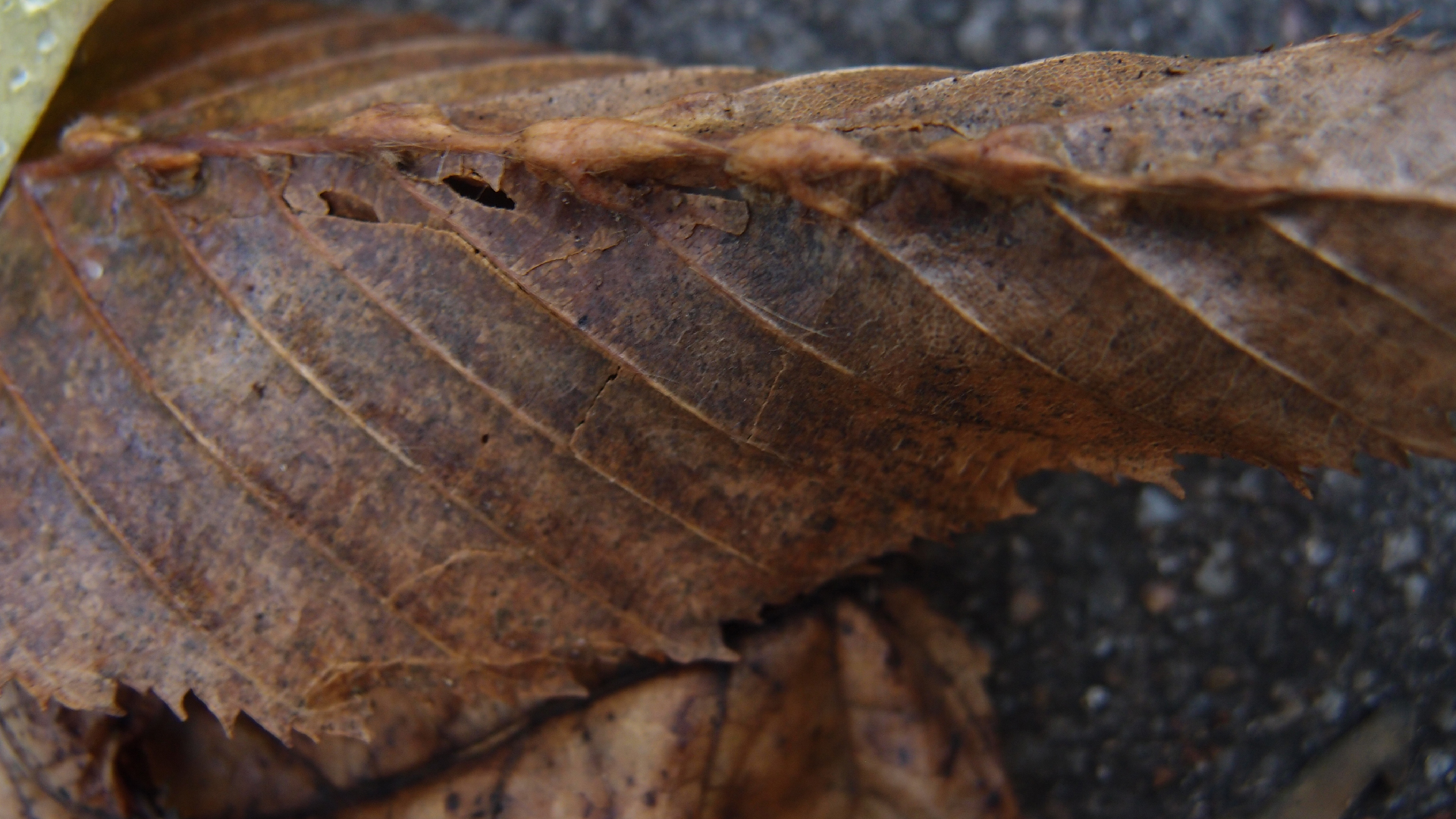 2021-10-25 Vocoder mit 2 Tonbndern (Audio, Foto, Grafk)