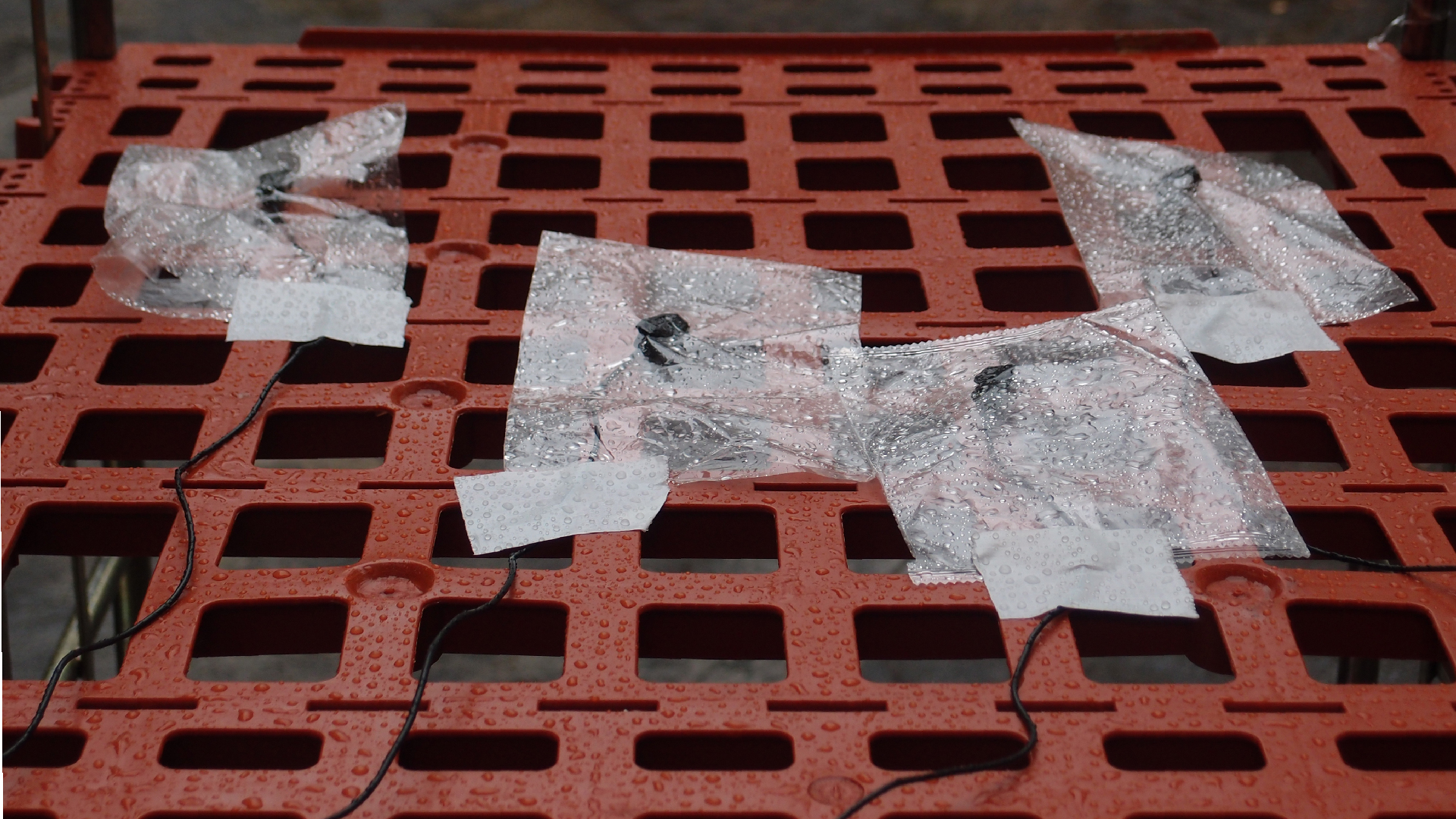 2021-11-04 Das Kleine Regen Rhythmus Orchester (5 Plastikt�ten) (Audio, Foto, Grafik)