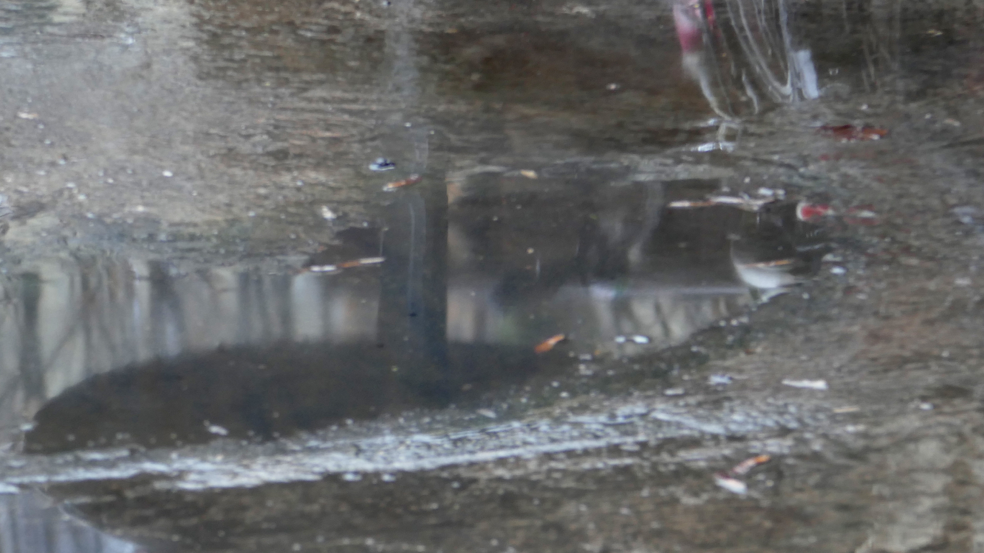 2021-12-30 Das Kleine Regen Rhythmus Orchester (Alufolie) (Audio, Video)