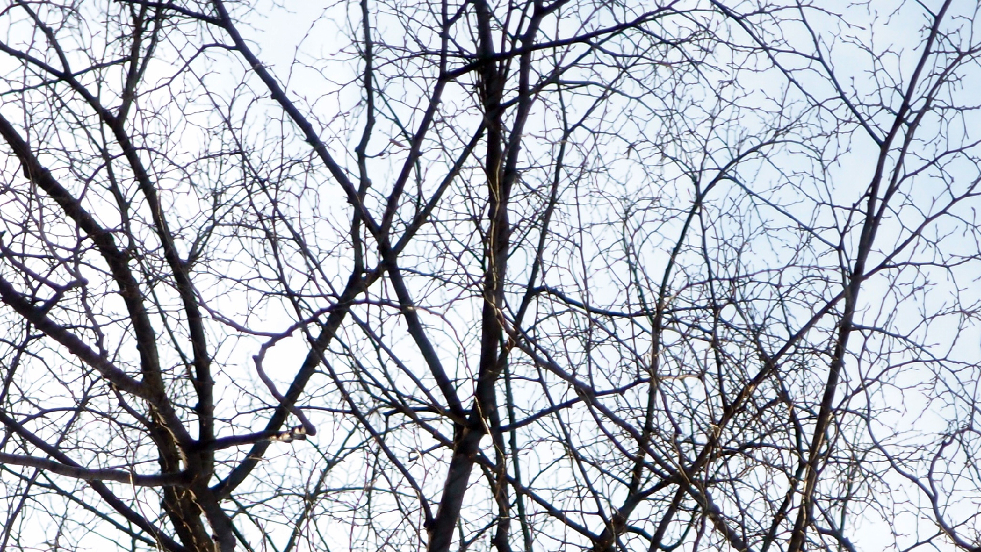 2022-01-20 Das Kleine Regen Rhythmus Orchester (Special Guest: Woodwinds II) (Audio, Video)