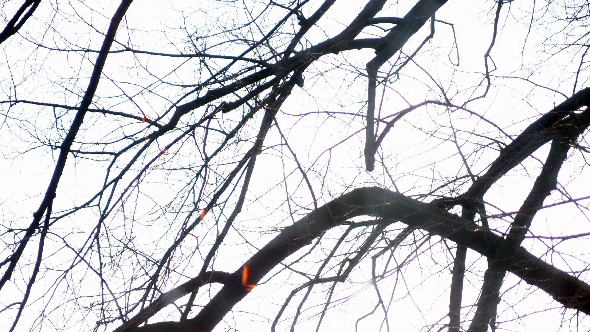 2022-01-20 Das Kleine Regen Rhythmus Orchester (Special Guest: Woodwinds II) (Audio, Video)