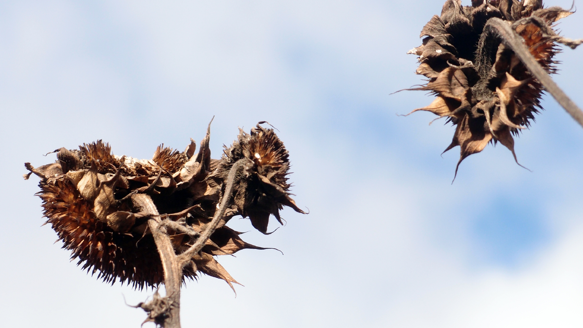 2022-01-28 Das Kleine Regen Rhythmus Orchester (Special Guest: Woodwinds III) (aufm Dach) (Audio, Video)