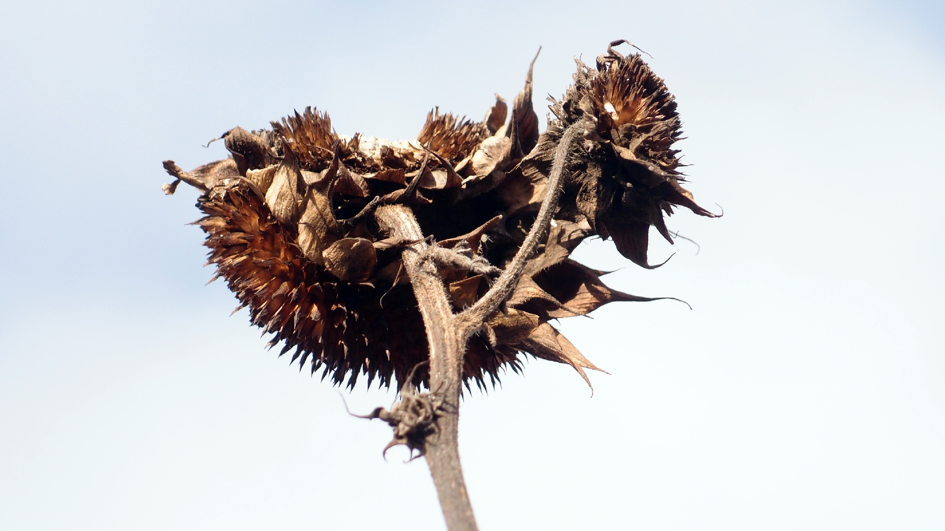 2022-01-28 Das Kleine Regen Rhythmus Orchester (Special Guest: Woodwinds III) (aufm Dach) (Audio, Video)