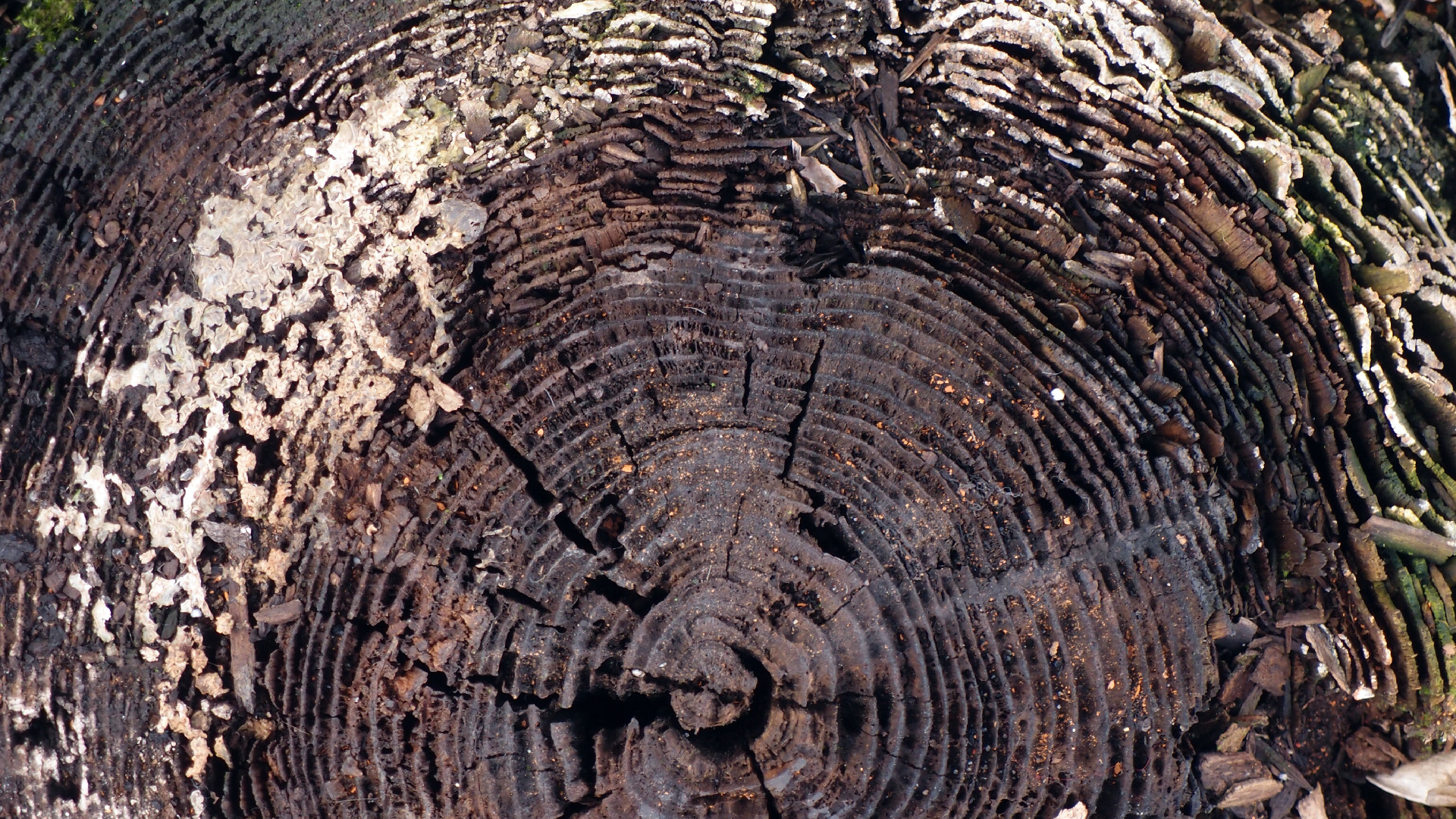 2022-01-28 Das Kleine Regen Rhythmus Orchester (Special Guest: Woodwinds III) (aufm Dach) (Audio, Video)